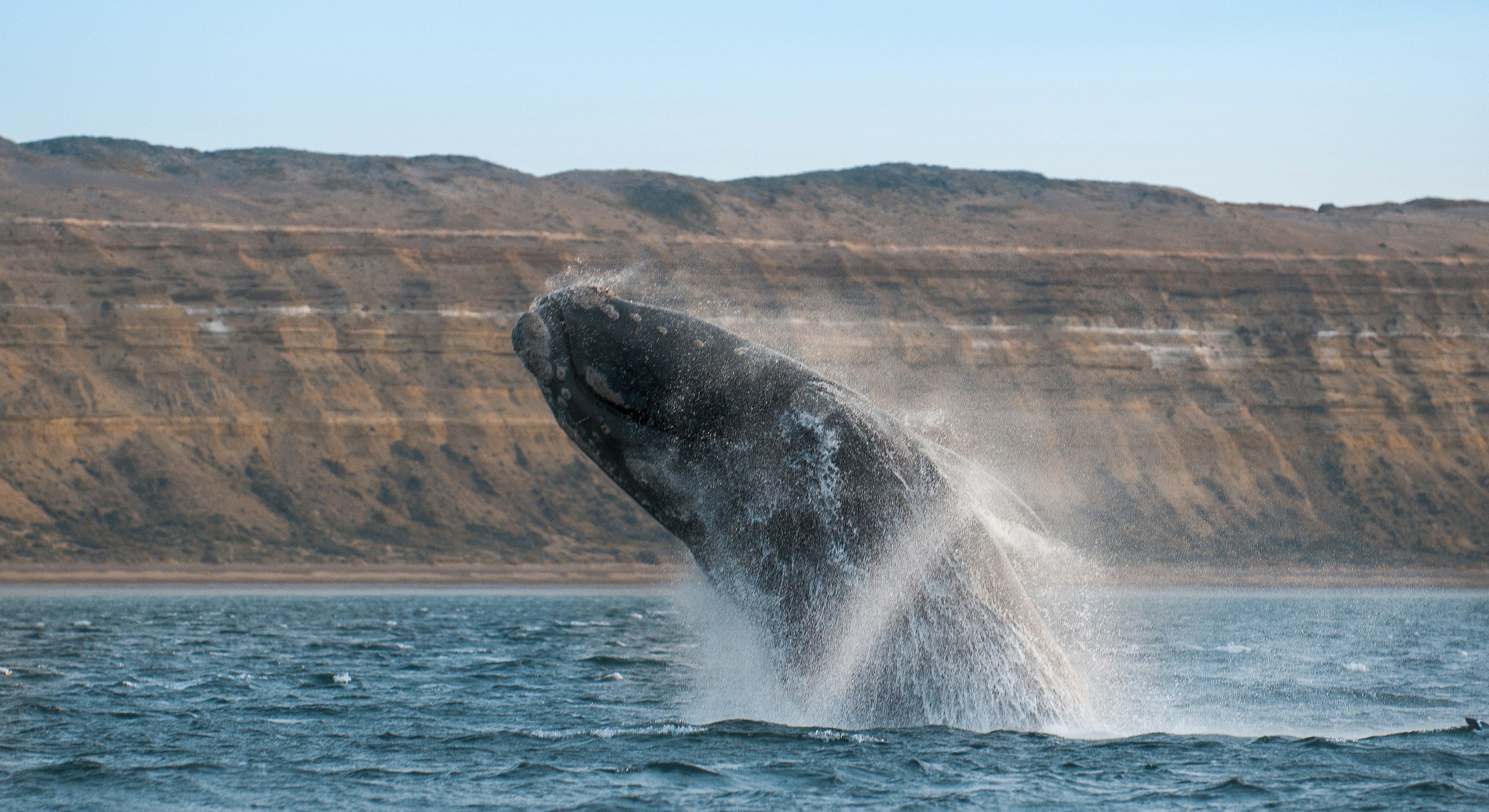 A whale breaches near the coastline