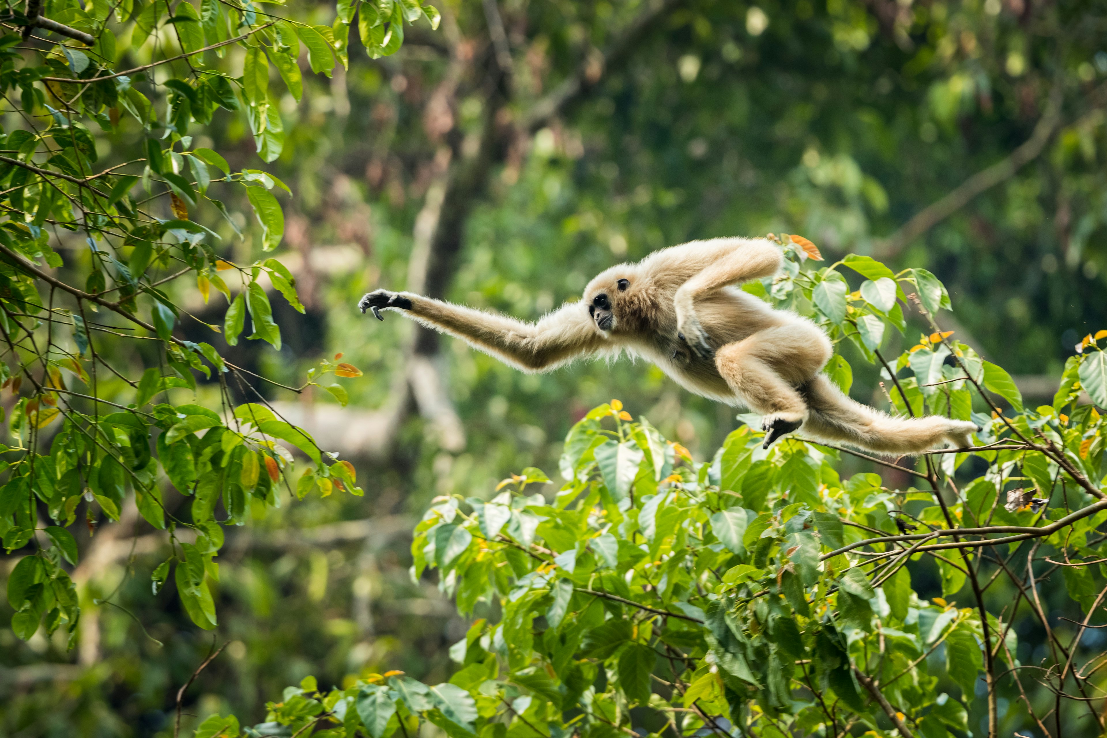 White-handed gibbon jumping in the forest of the Khao Yai National Park