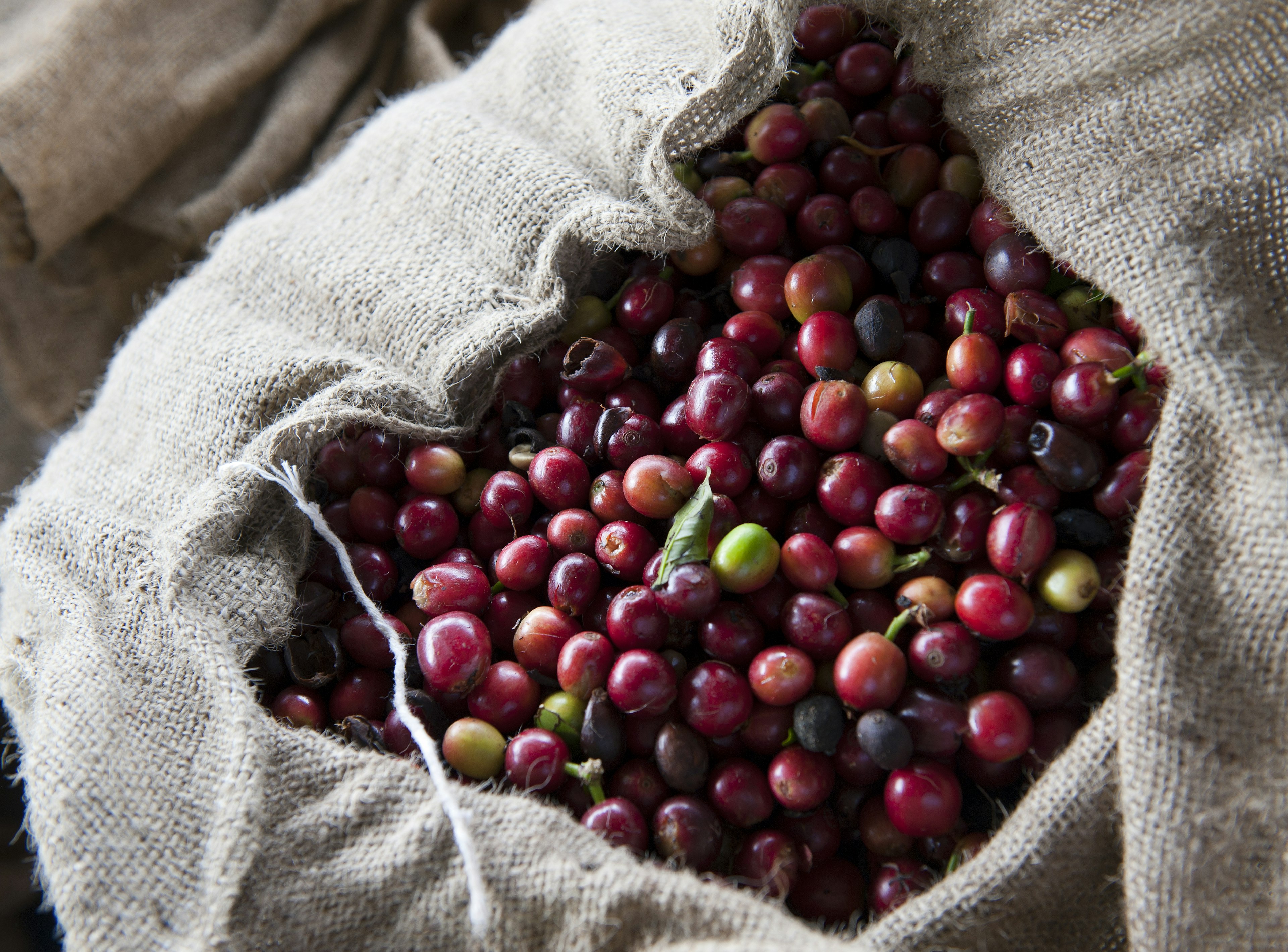 Bag of freshly picked coffee beans in Kona.