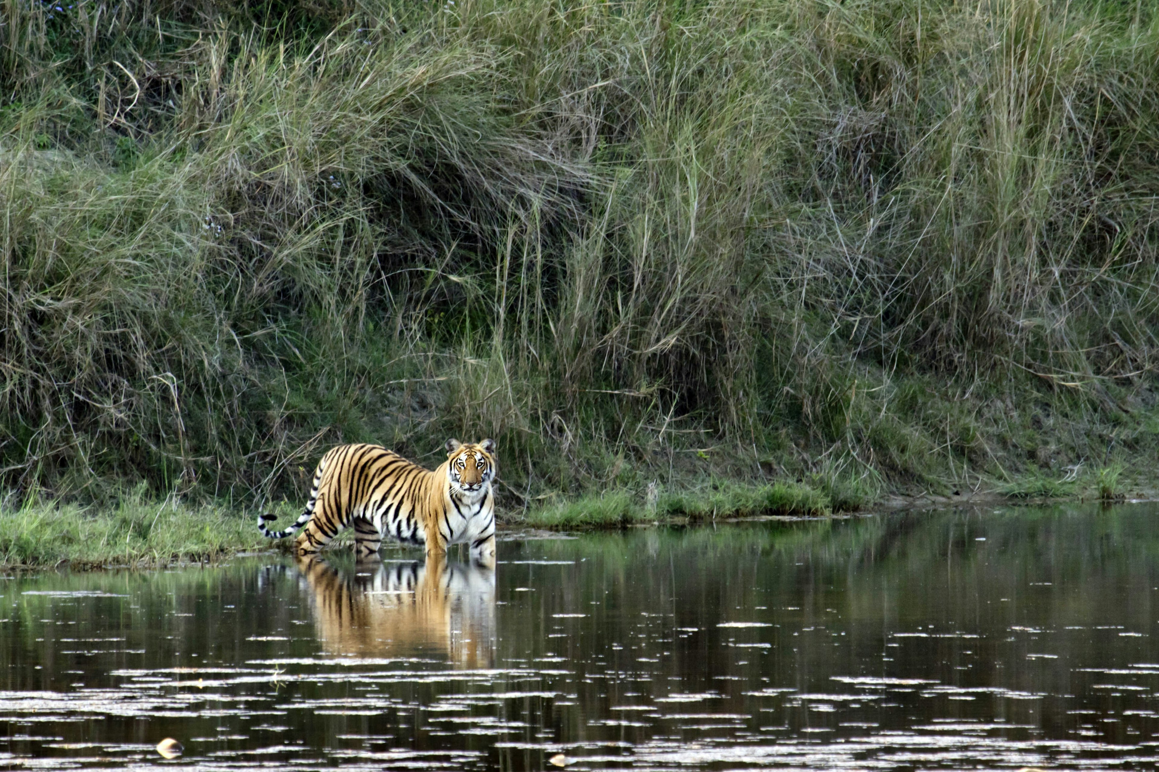 A tiger (Panthera tigris) entering the water.