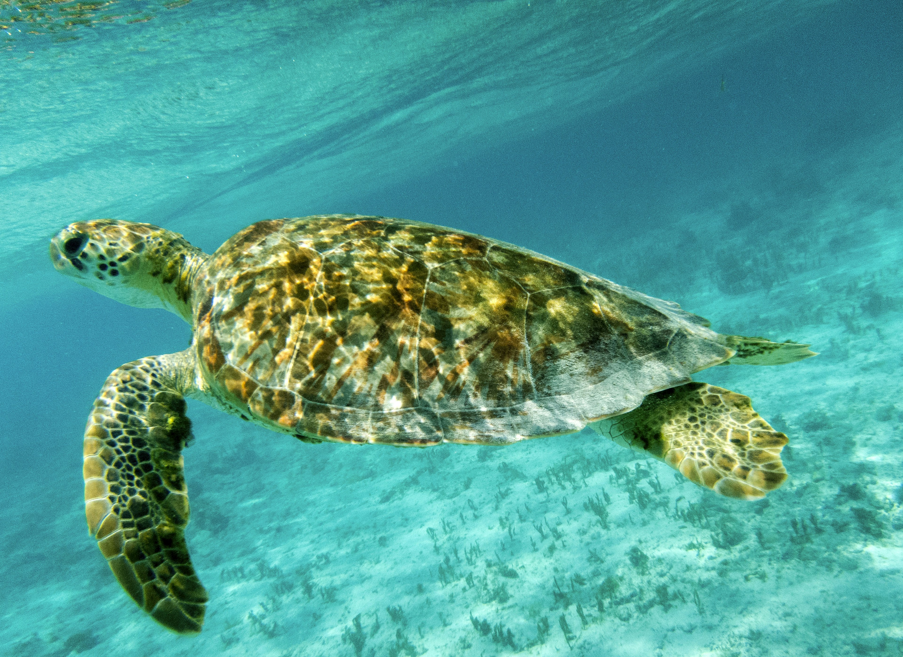 Close up detail of a Green Sea Turtle (Chelonia mydas) swimming in sunlit, shallow Caribbean seas. Tobago Cays, Marine Park: Saint Vincent and the Grenadines.