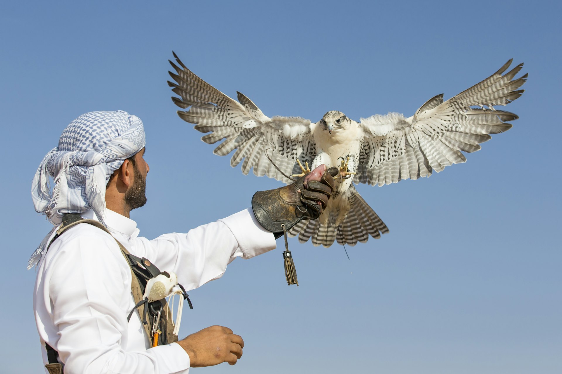 A falconer in a traditional outfit, training a Peregrine Falcon (Falco Peregrinus) near Dubai.