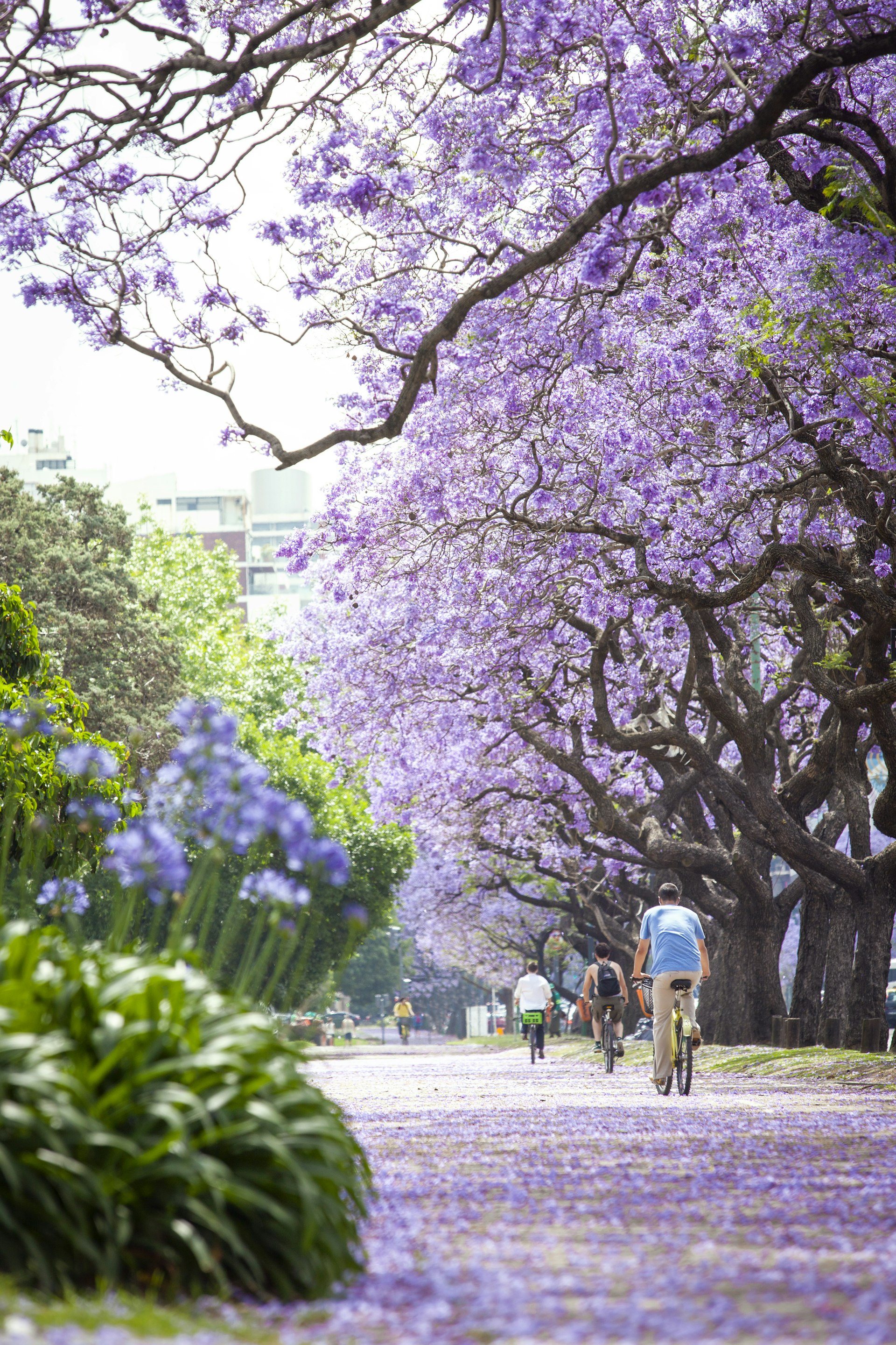 Cyclists ride along a path through parkland lined with jacaranda trees in bloom with purple flowers