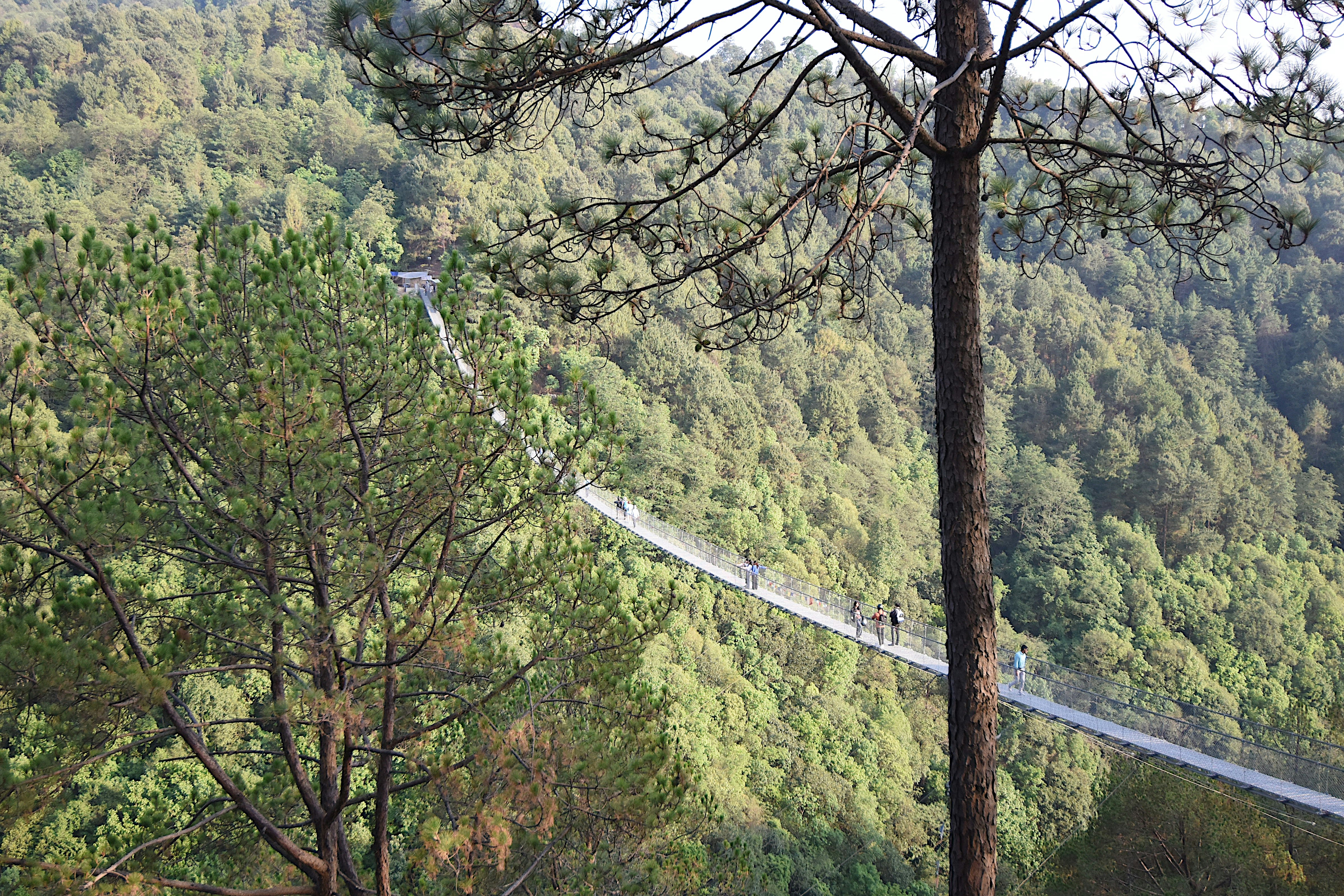 A long suspension bridge at a high level crossing above a forest