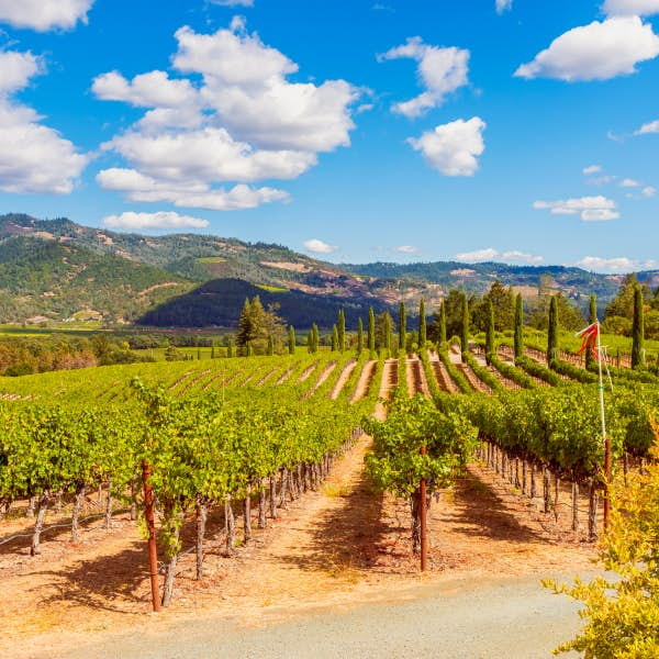 Vineyards in the Napa valley.