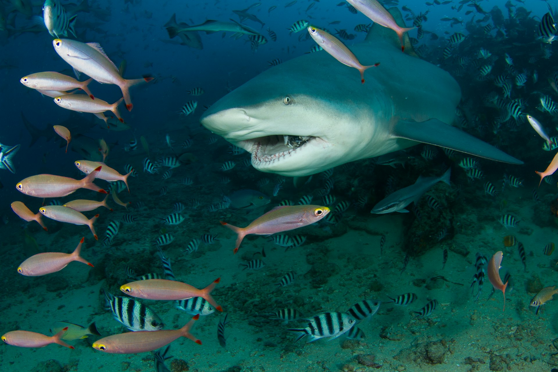 A bull shark captured by a scuba diver in the waters off Fiji