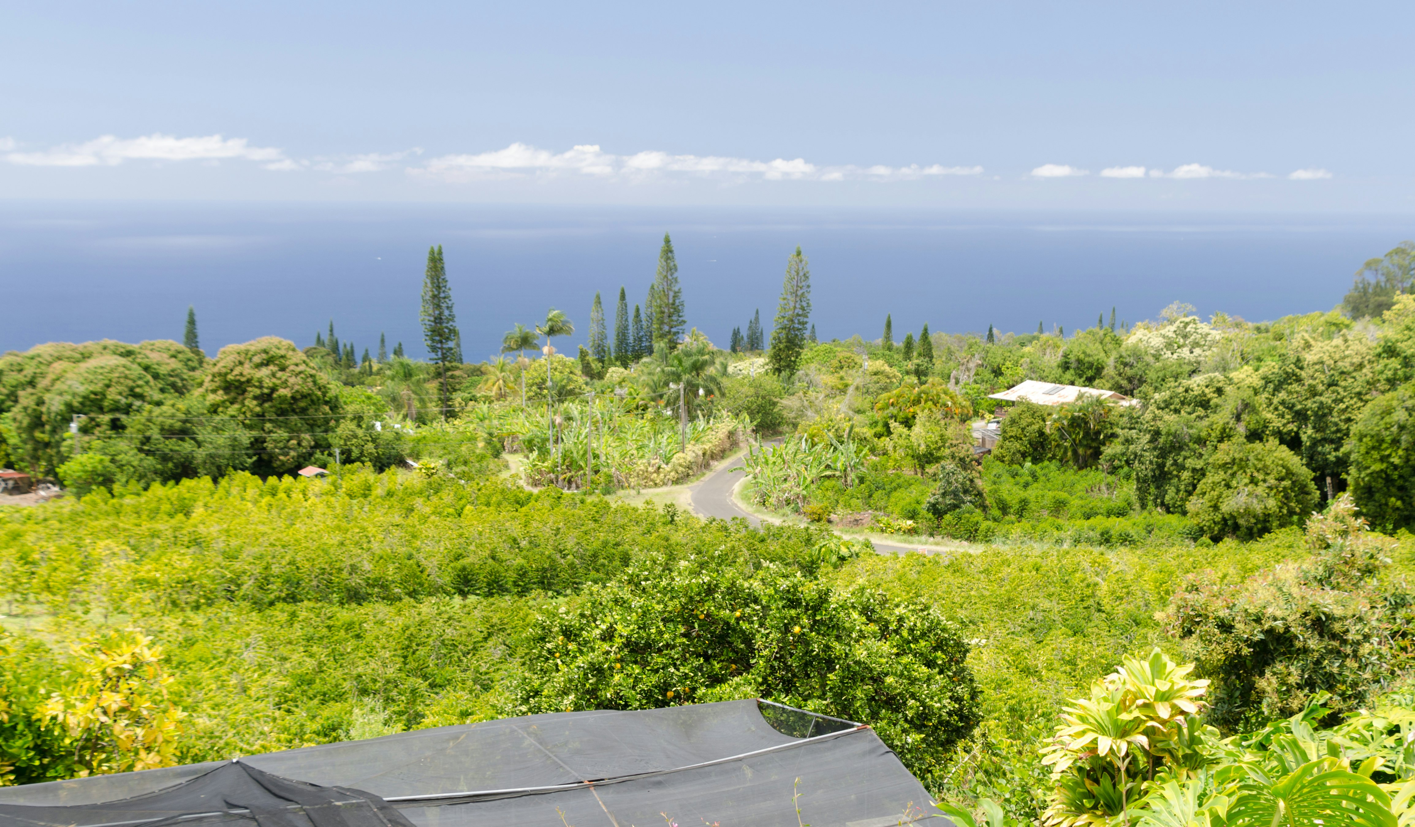 View of green fields in a coffee plantation on hills over Kona, Big Island, Hawaii