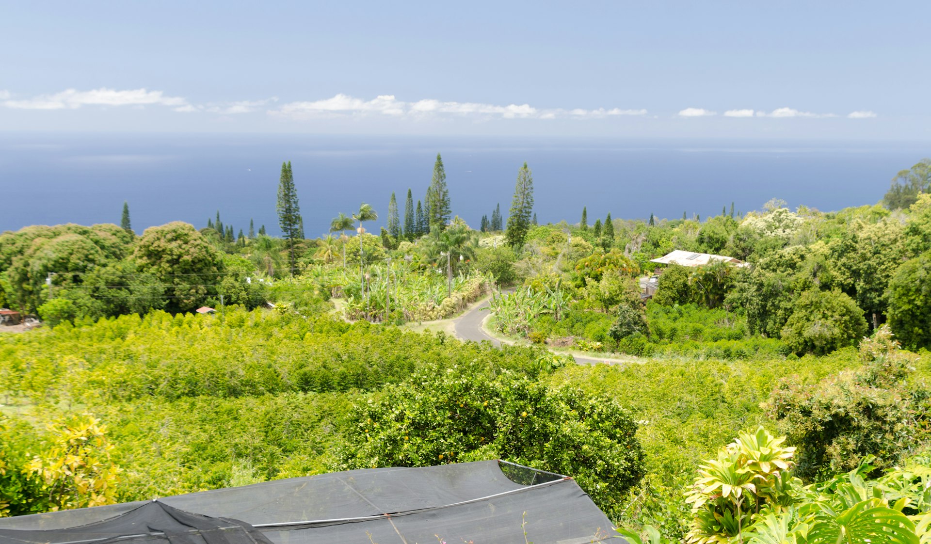 View of green fields in a coffee plantation on hills over Kona, Big Island, Hawaii 