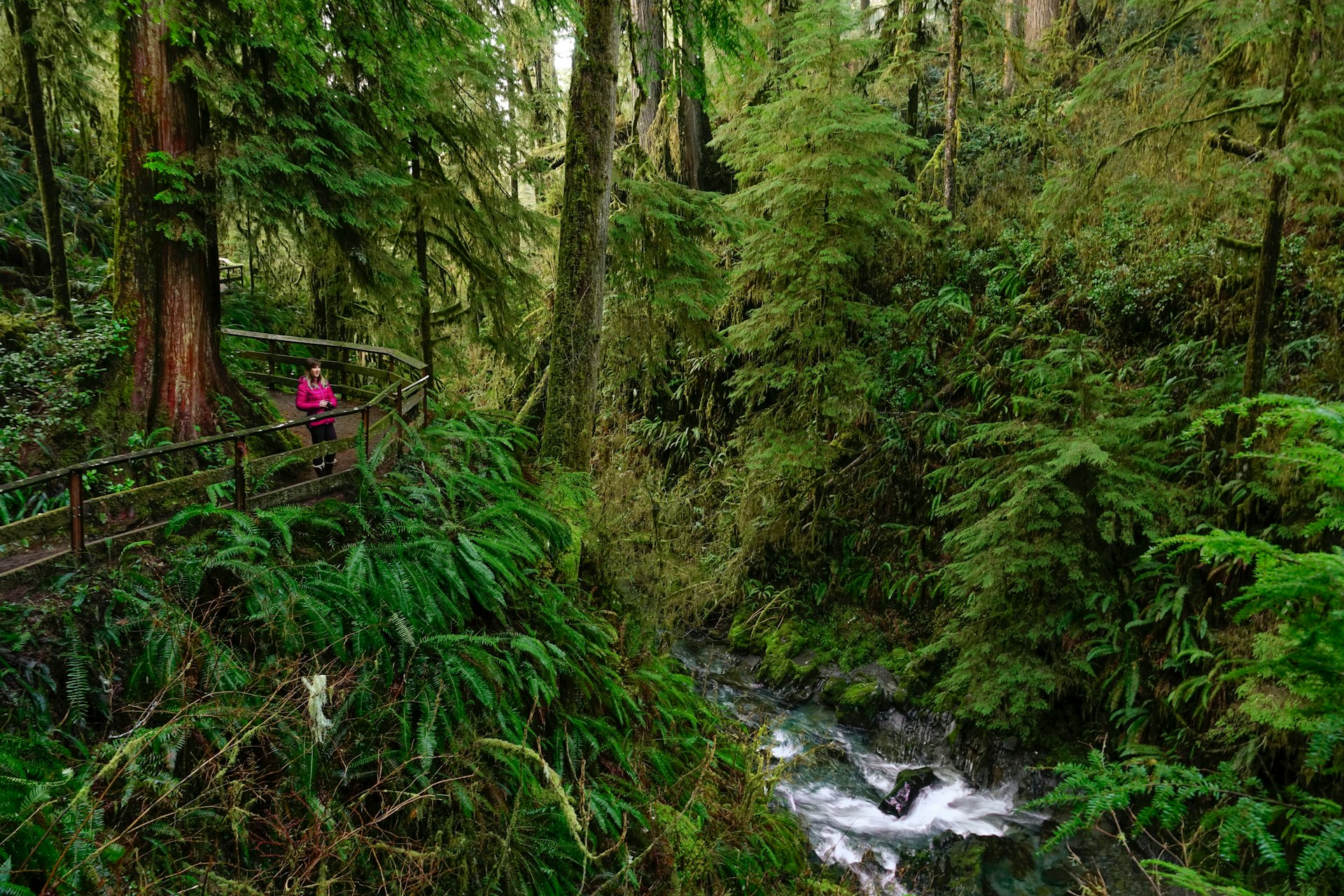 Young woman holding a camera stands on the side of a scenic boardwalk and looks around stunning Hoh Rainforest