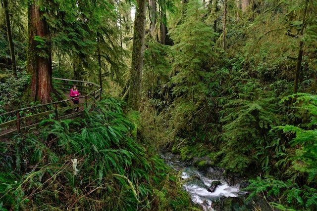 Young woman holding a camera stands on the side of a scenic boardwalk and looks around stunning Hoh Rainforest