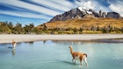 2226146277
america, andes, animal, beautiful, blue, bush, camel, chile, clouds, destination, environment, fauna, forest, guanaco, guanicoe, lama, landmark, landscape, mountains, national park, nature, outdoors, paine, panorama, patagonia, peak, river, rocks, scenery, scenic, sky, snow, south america, spectacular, torres, torres del paine, tourism, travel, view, wade, water, wild, wilderness, wildlife
Guanaco crossing the river in Torres del Paine National Park, Patagonia, Chile