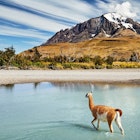 2226146277
america, andes, animal, beautiful, blue, bush, camel, chile, clouds, destination, environment, fauna, forest, guanaco, guanicoe, lama, landmark, landscape, mountains, national park, nature, outdoors, paine, panorama, patagonia, peak, river, rocks, scenery, scenic, sky, snow, south america, spectacular, torres, torres del paine, tourism, travel, view, wade, water, wild, wilderness, wildlife
Guanaco crossing the river in Torres del Paine National Park, Patagonia, Chile