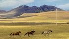 Horses in the Assy Plateau, near Almaty, Kazakhstan