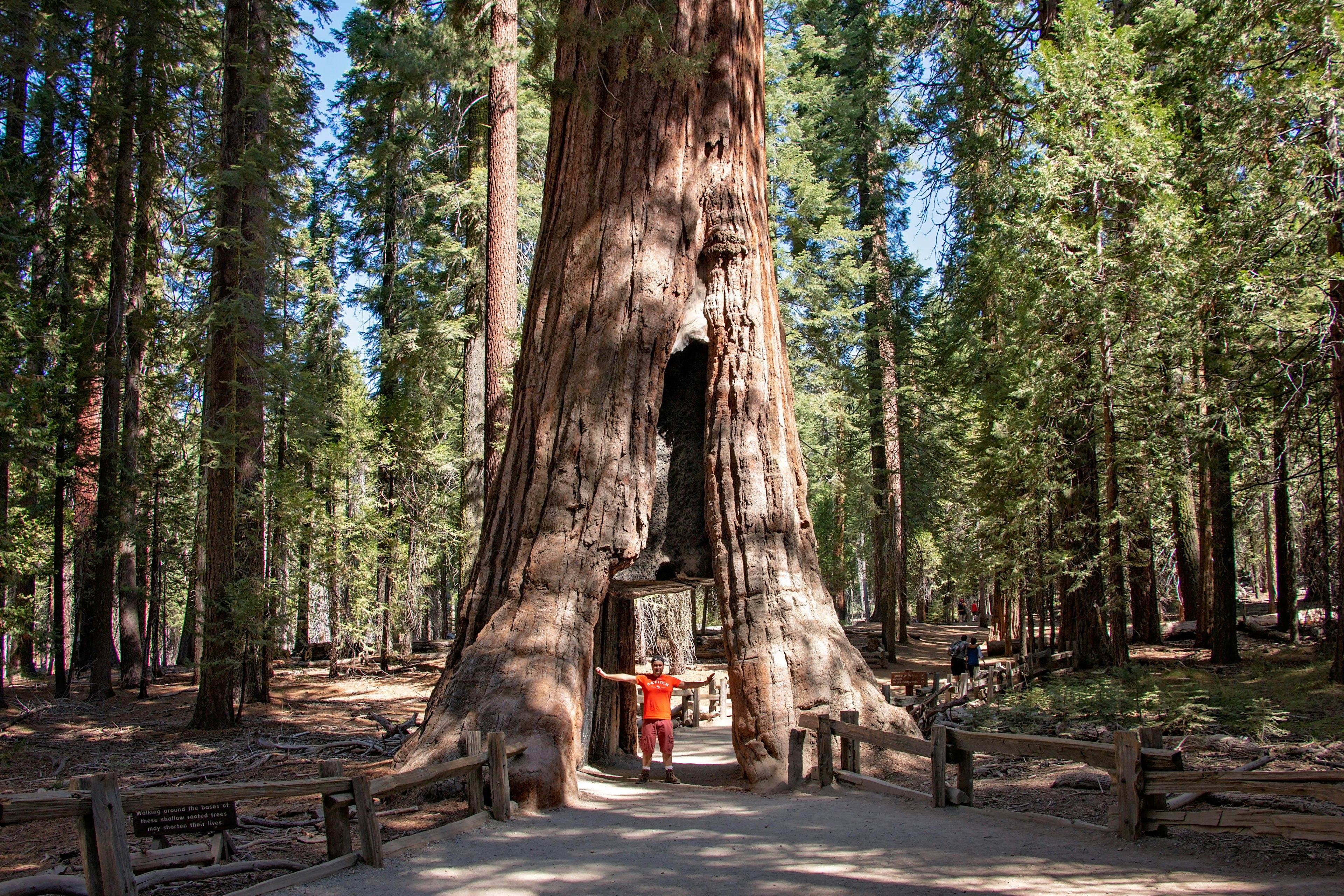 A man stands under a cut-out section of a Giant Sequoia in the Mariposa Grove National Park.