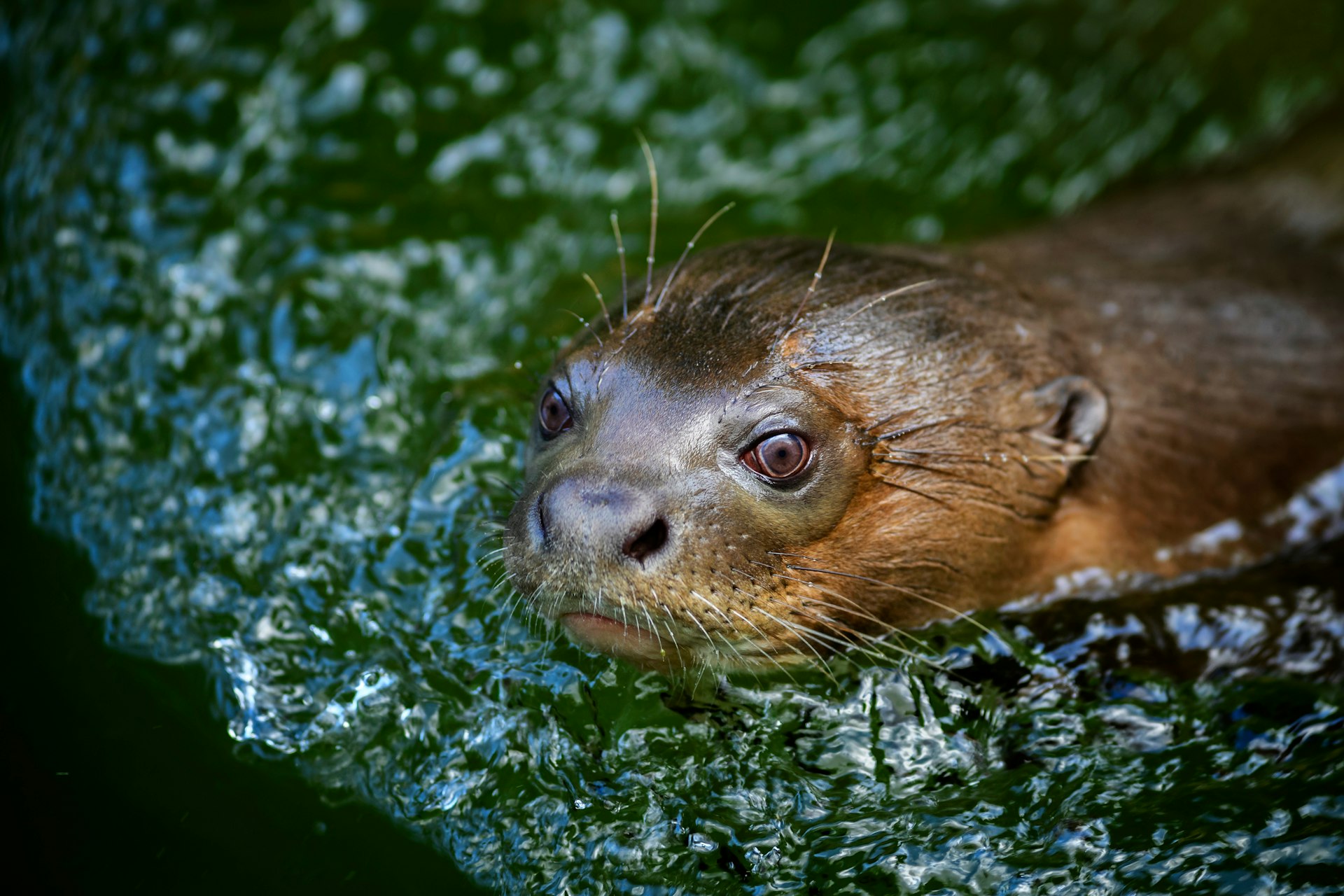 Giant otter (Pteronura brasiliensis), a large freshwater carnivore found in South American rivers. 