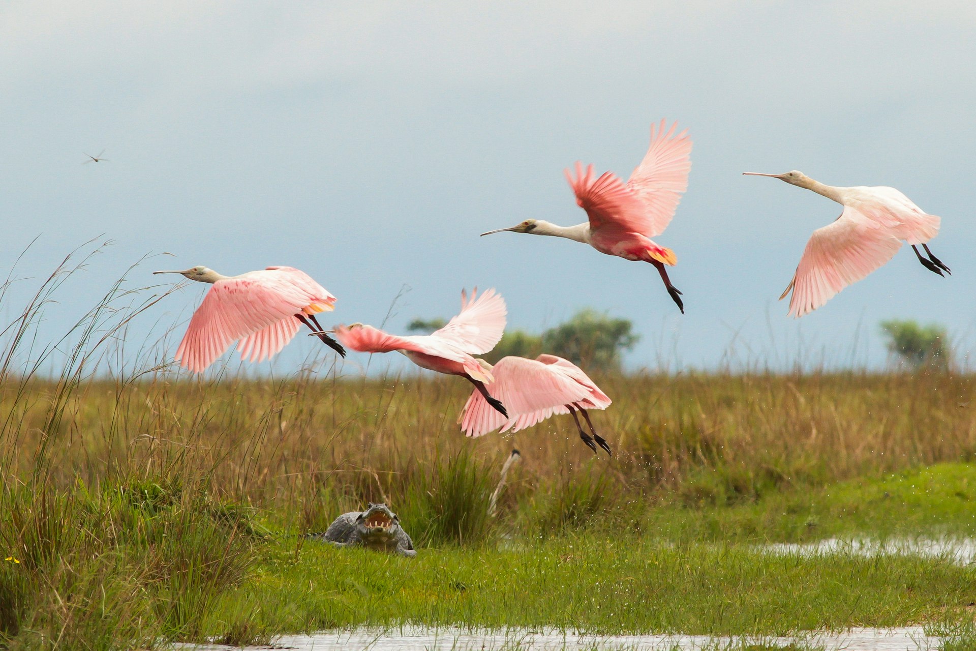 Pink-colored birds take flight over a wetland