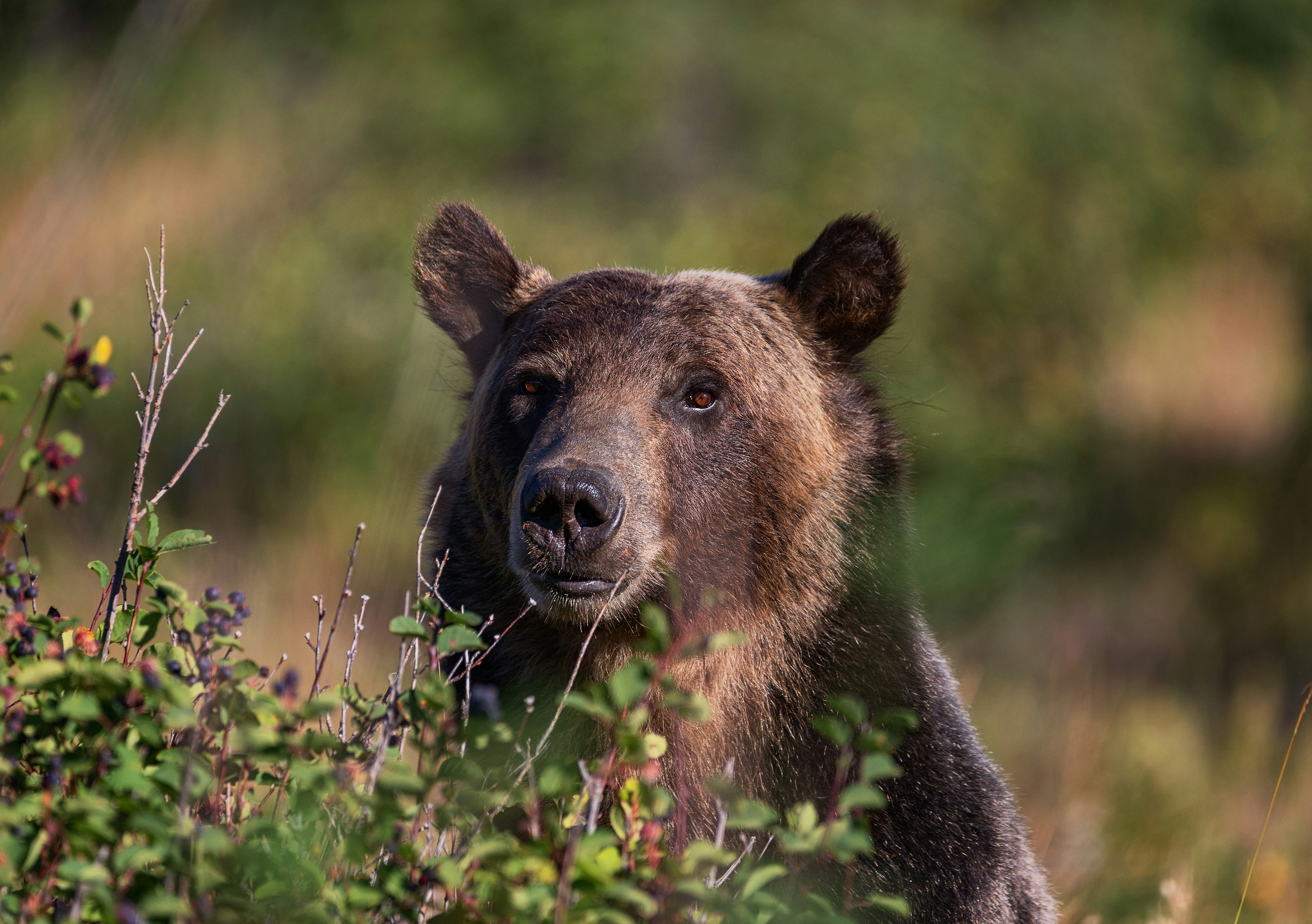 Close-up of a grizzly bear looking for berries behind bushes in Glacier National Park.