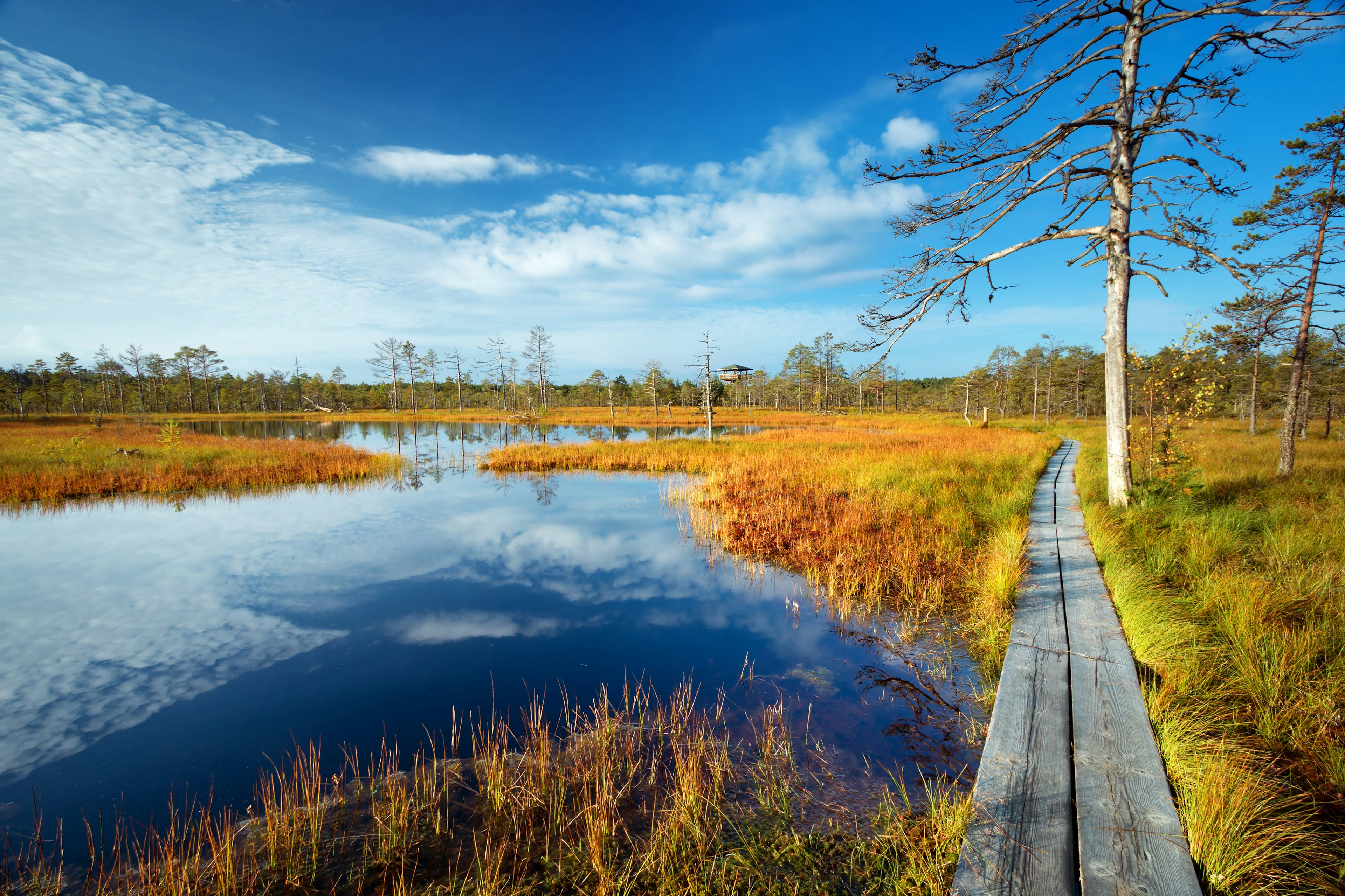 A boardwalk through wetlands on a sunny day