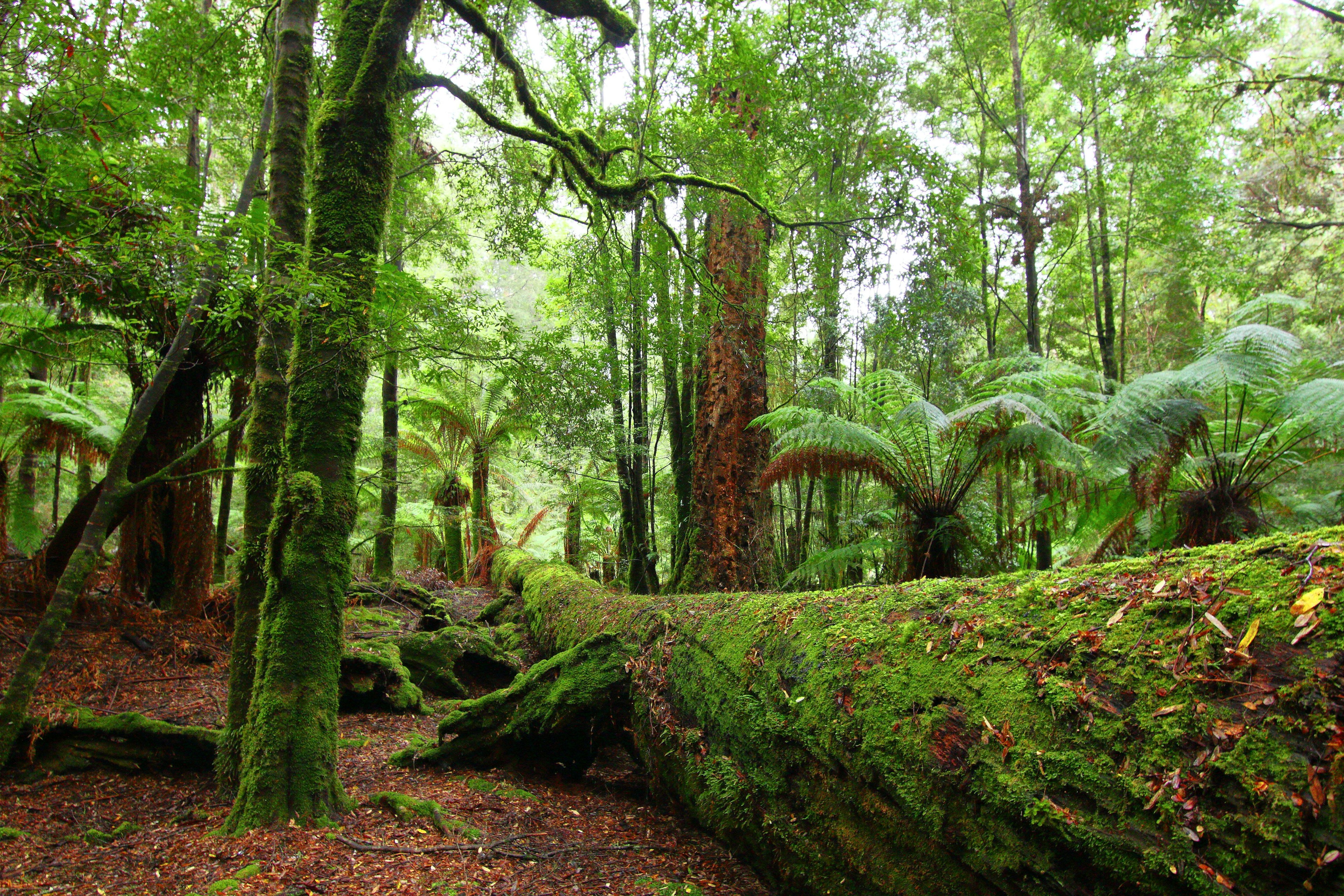 The lush green rain forest in the Tarkine.