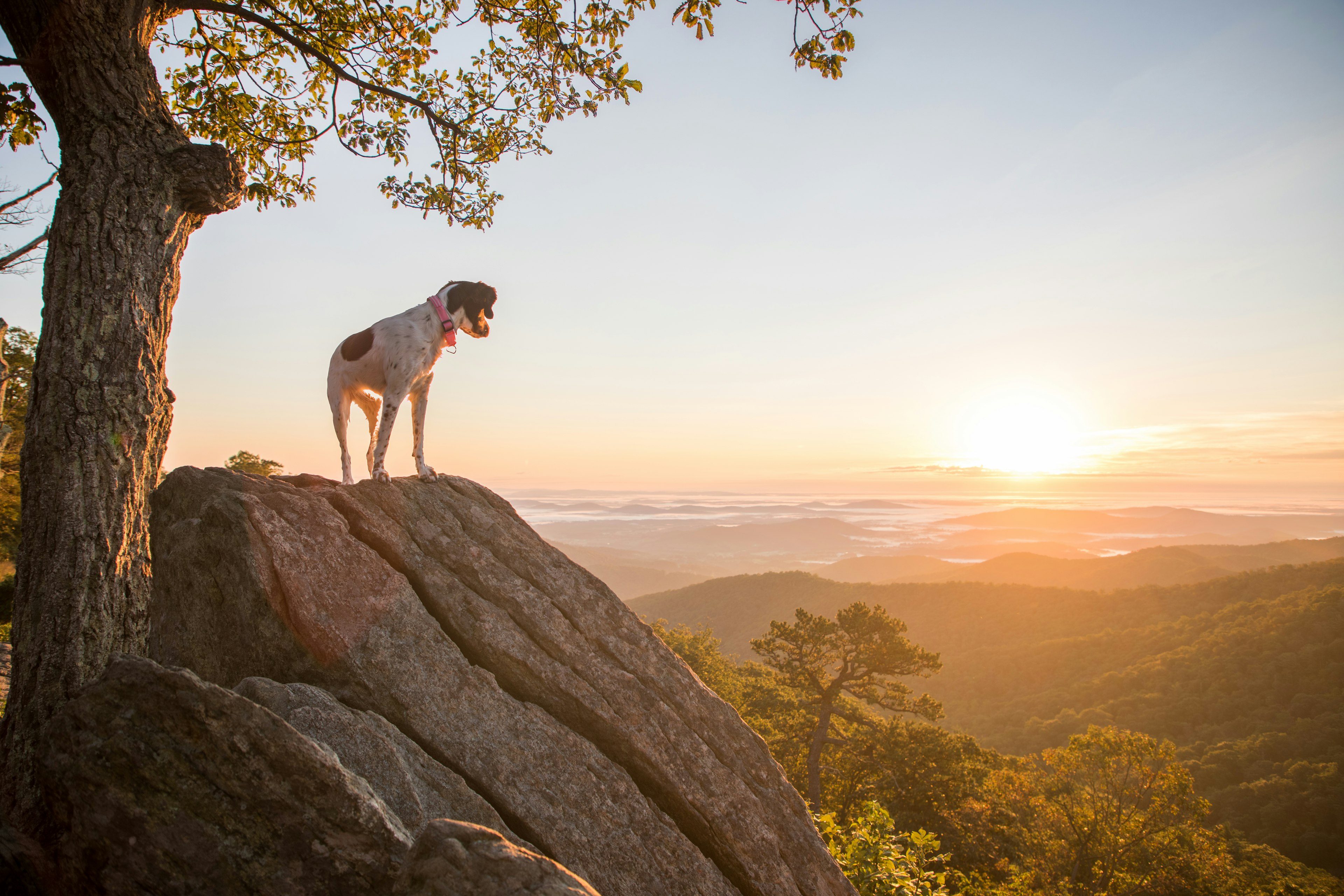 A dog stands on a rock and watches the sunrise in Shenandoah National Park.