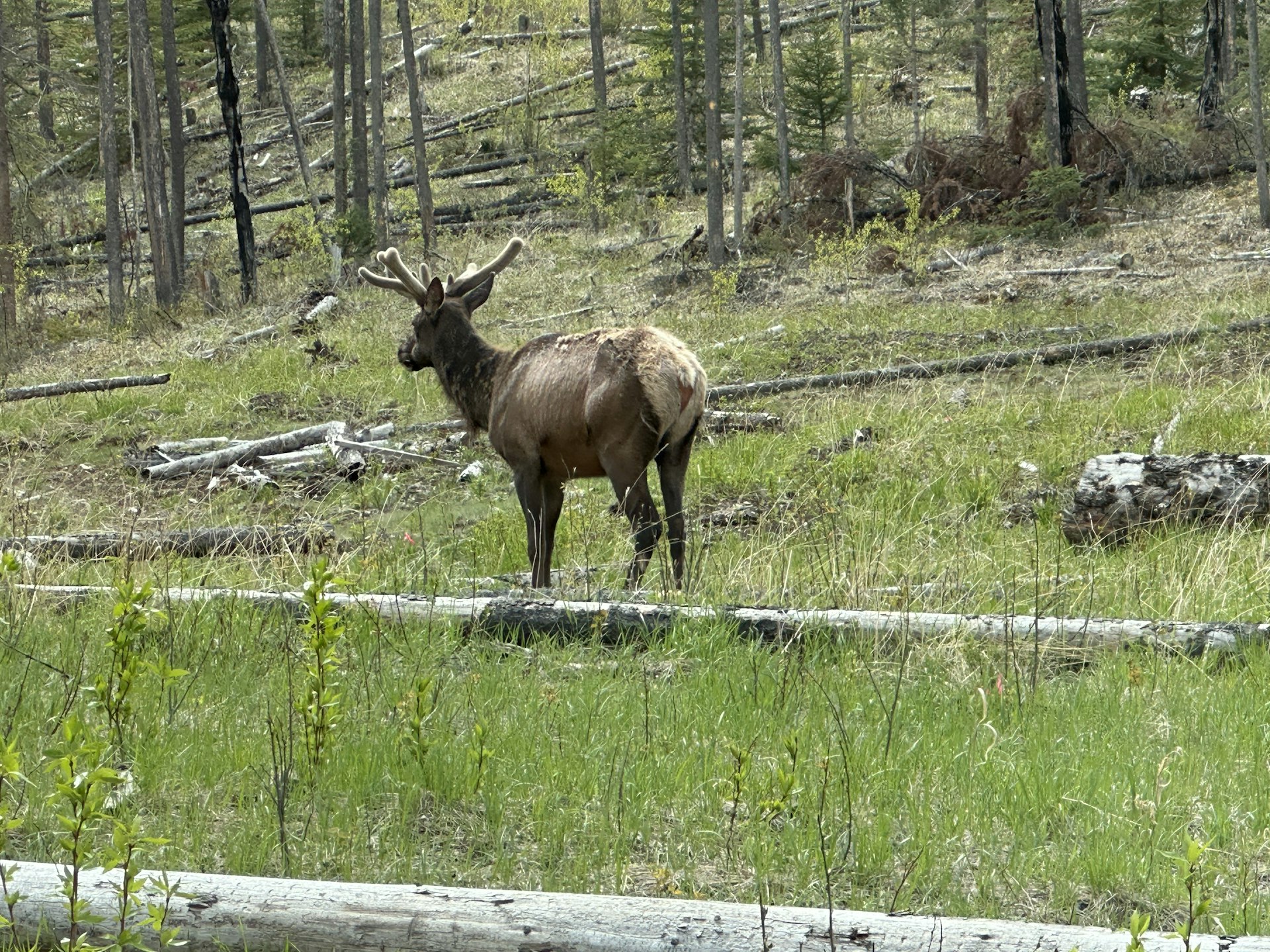 An elk: a large deer-like creature in woodland