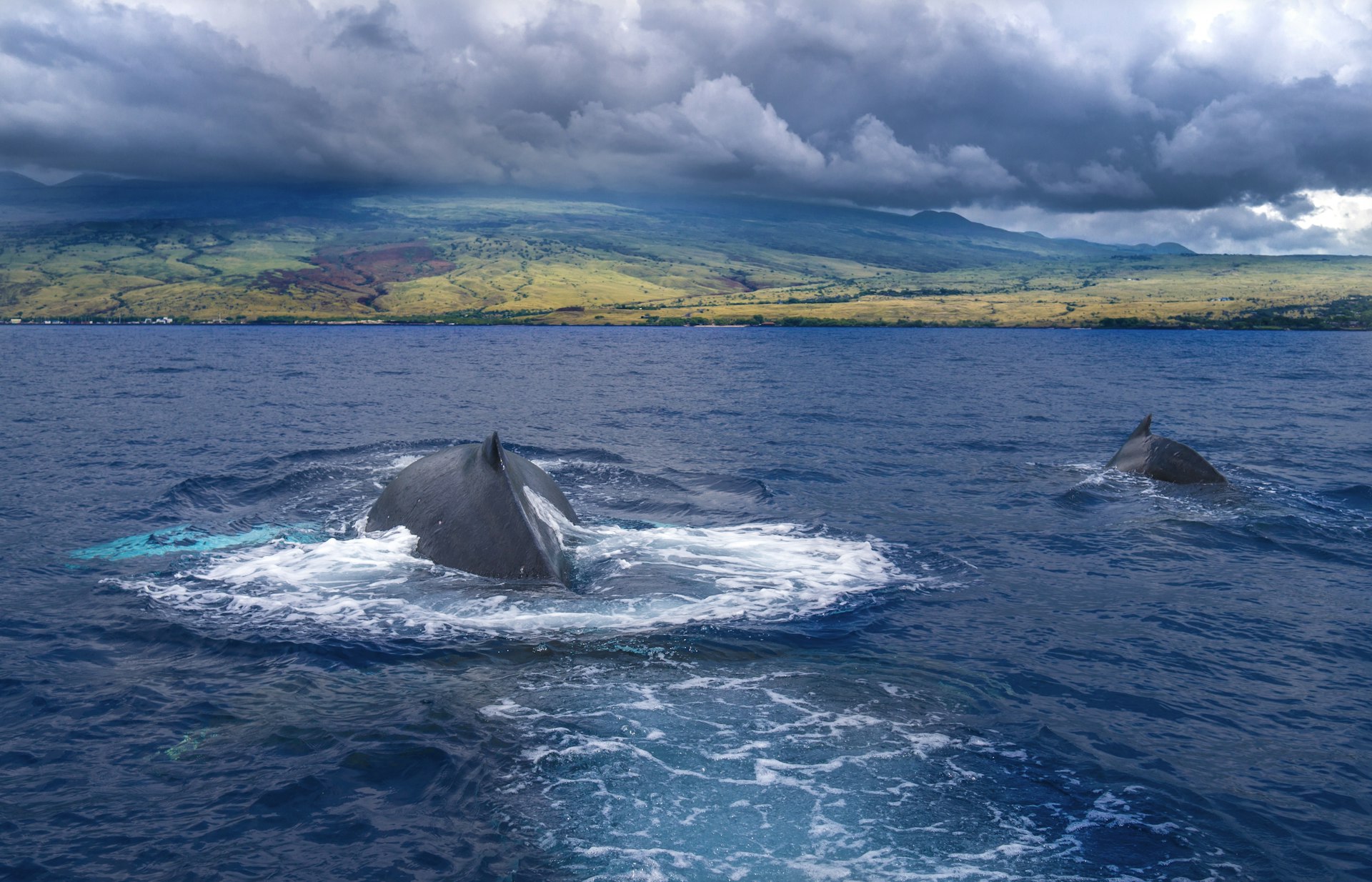 Humpback whales breaching the surface of the water near an island