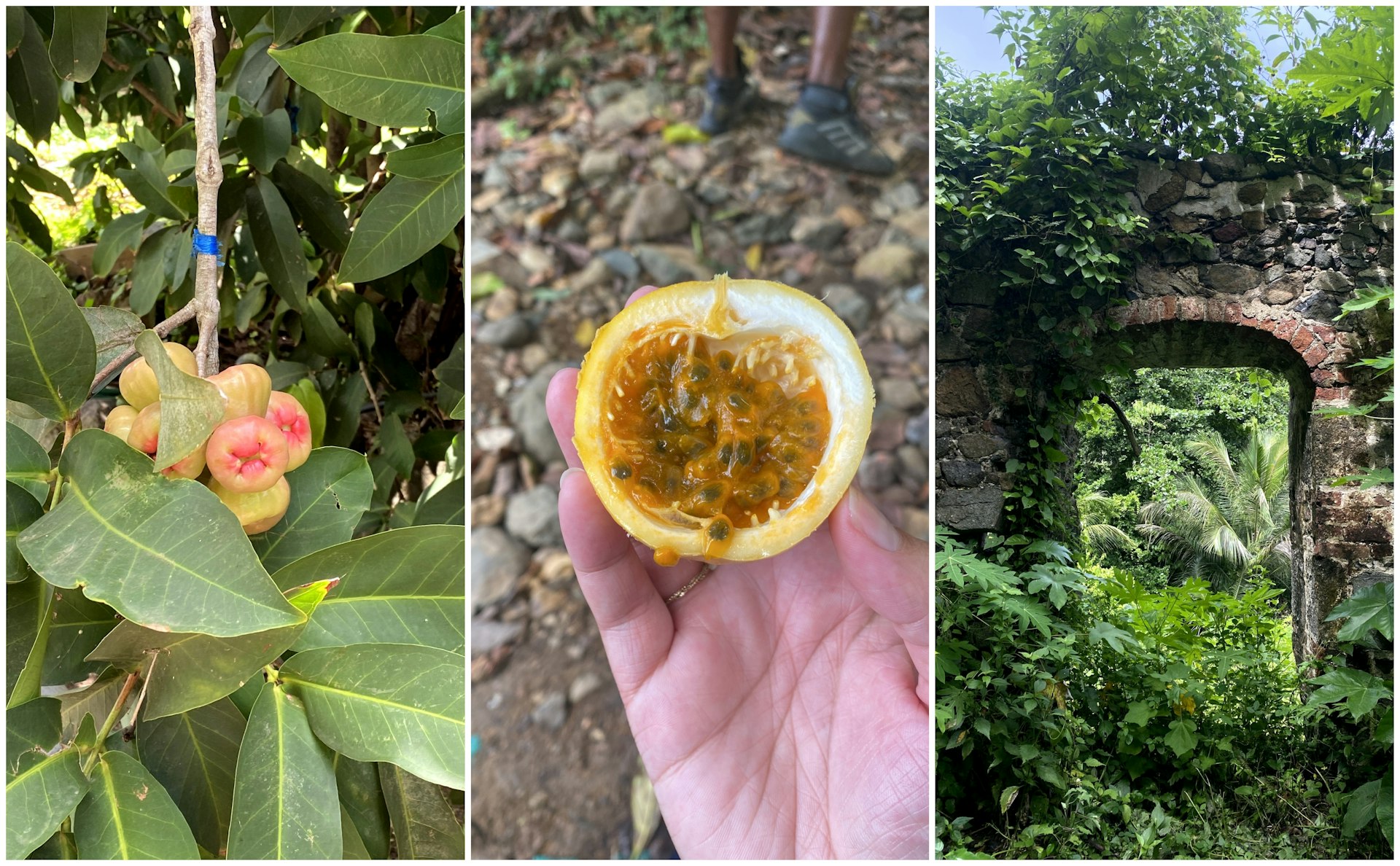 Close-up shots of tropical fruit in BVI