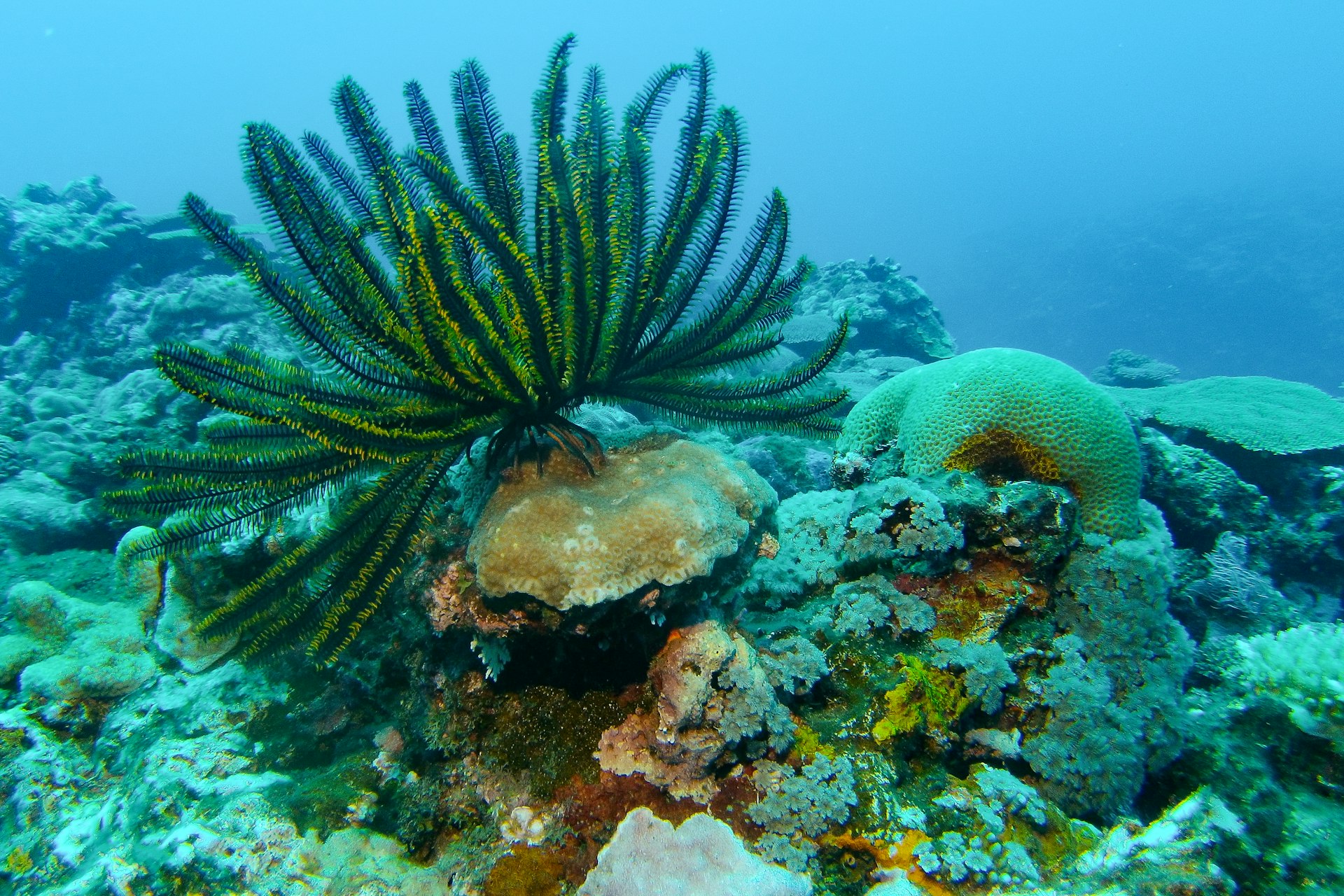 A black and yellow feather starfish walks along the rocky reef in Tanna