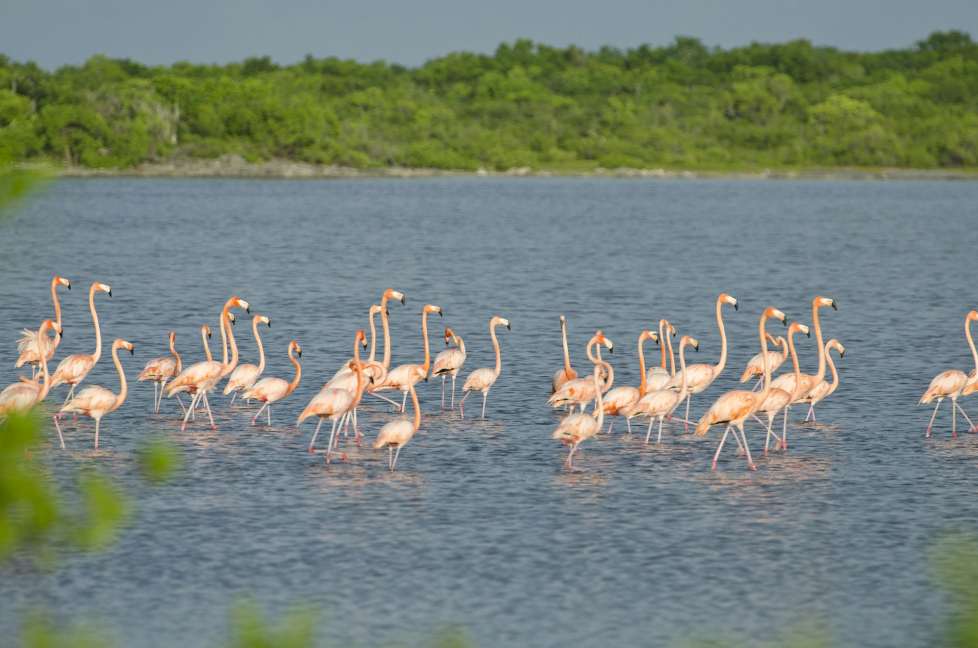 Flamingos wade through shallow water in BVI