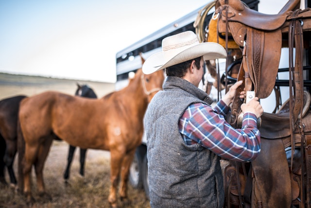 Young horseman preparing to saddle horses tied to a trailer.
