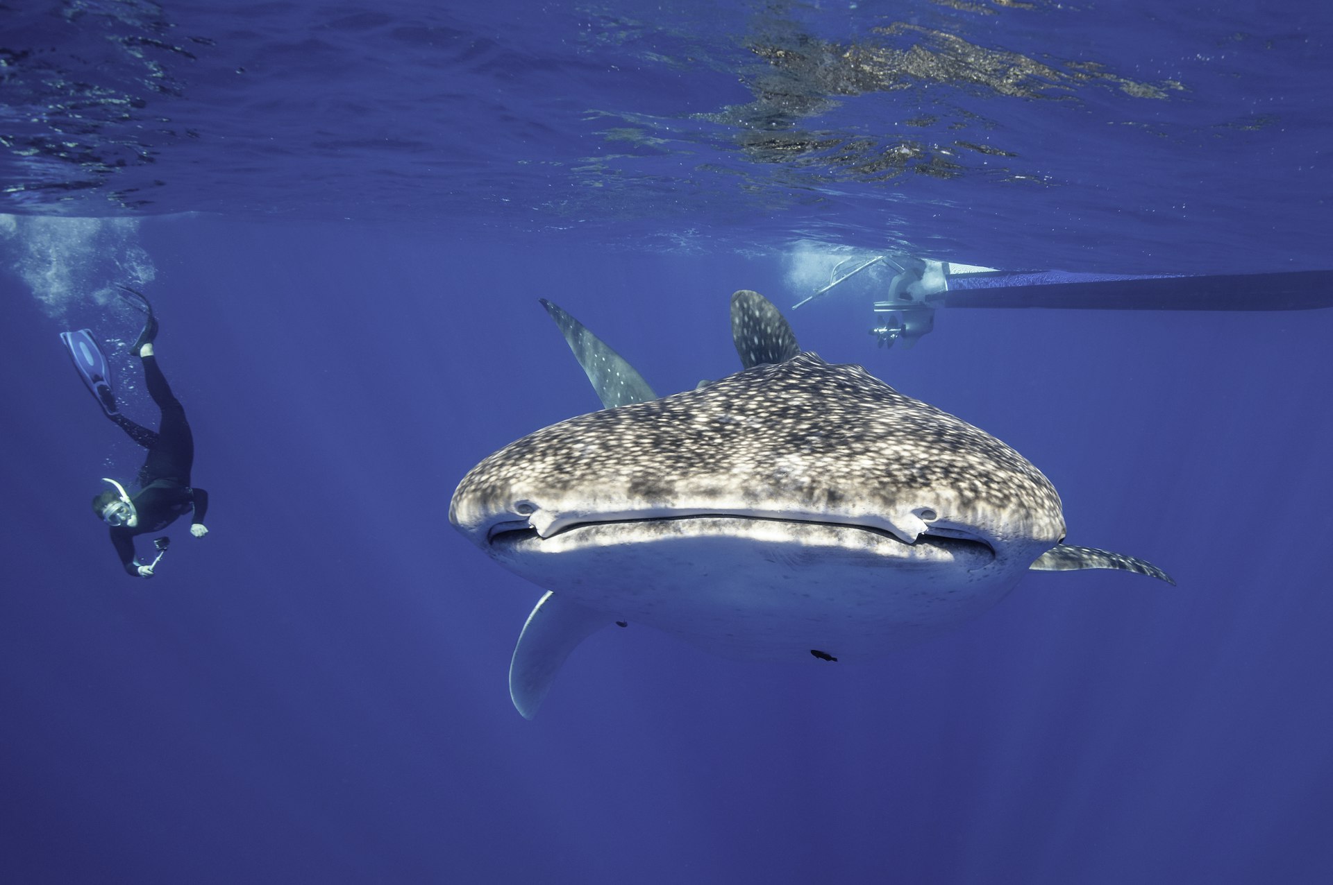 A free diver observes a passing whale shark at an appropriate distance