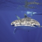 Whale shark and free diver, Pacific Ocean, just outside Kona, Big Island, Hawai'i