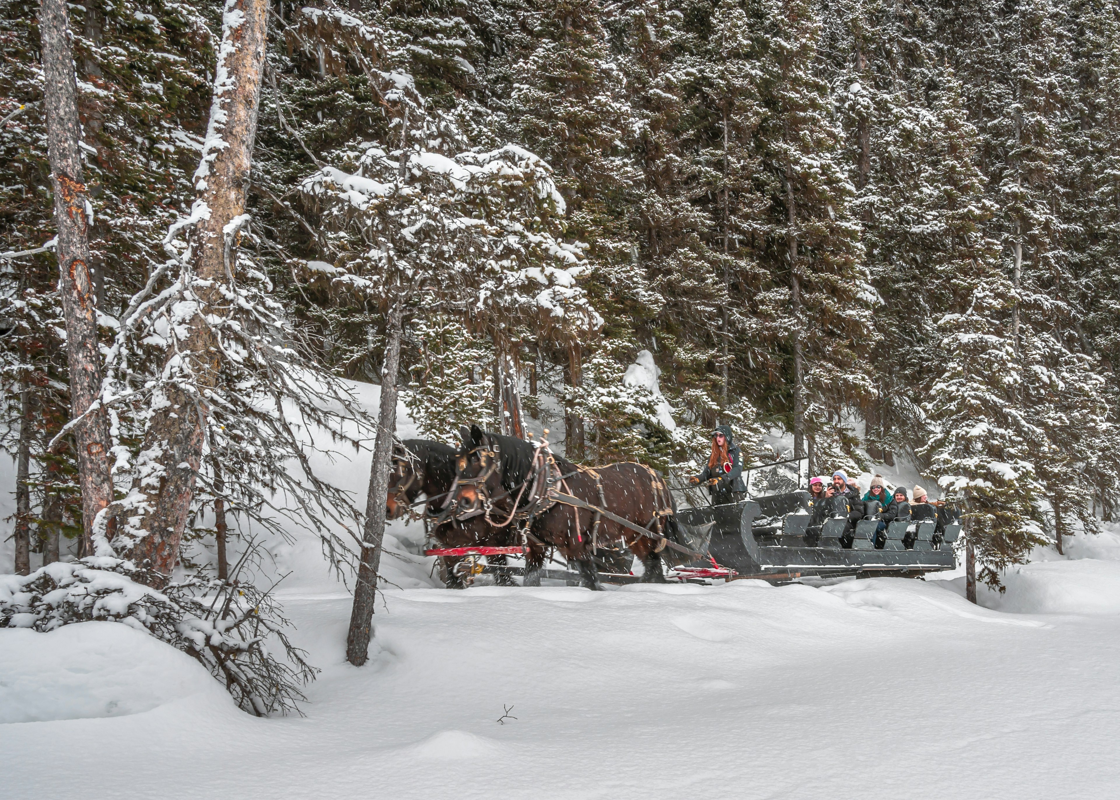 A group of people ride in a horse-drawn sleigh on the banks of frozen Lake Louise during a snowfall