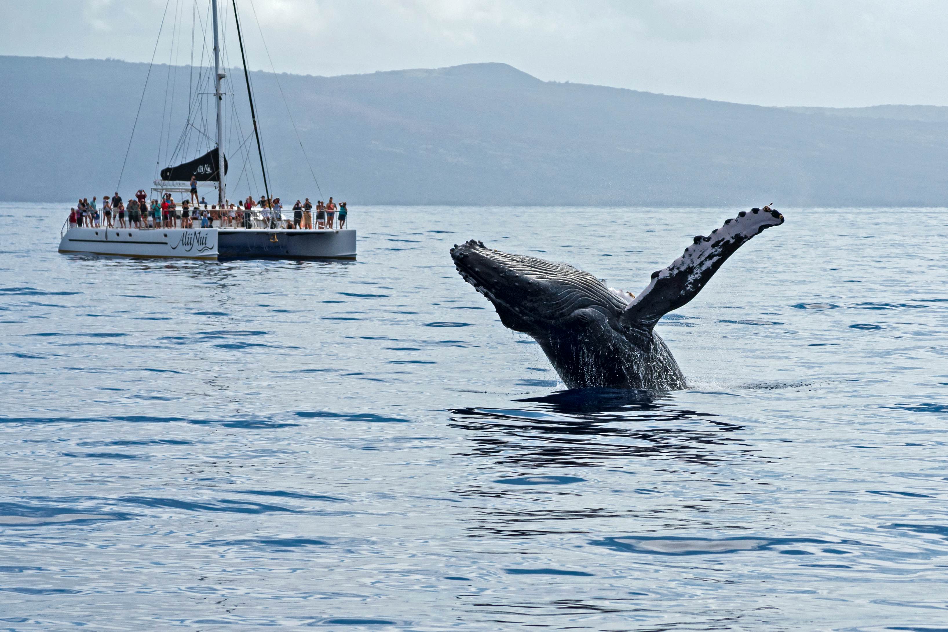 A boat full of tourists watching a humpback whale breach the surface of the sea off Maui