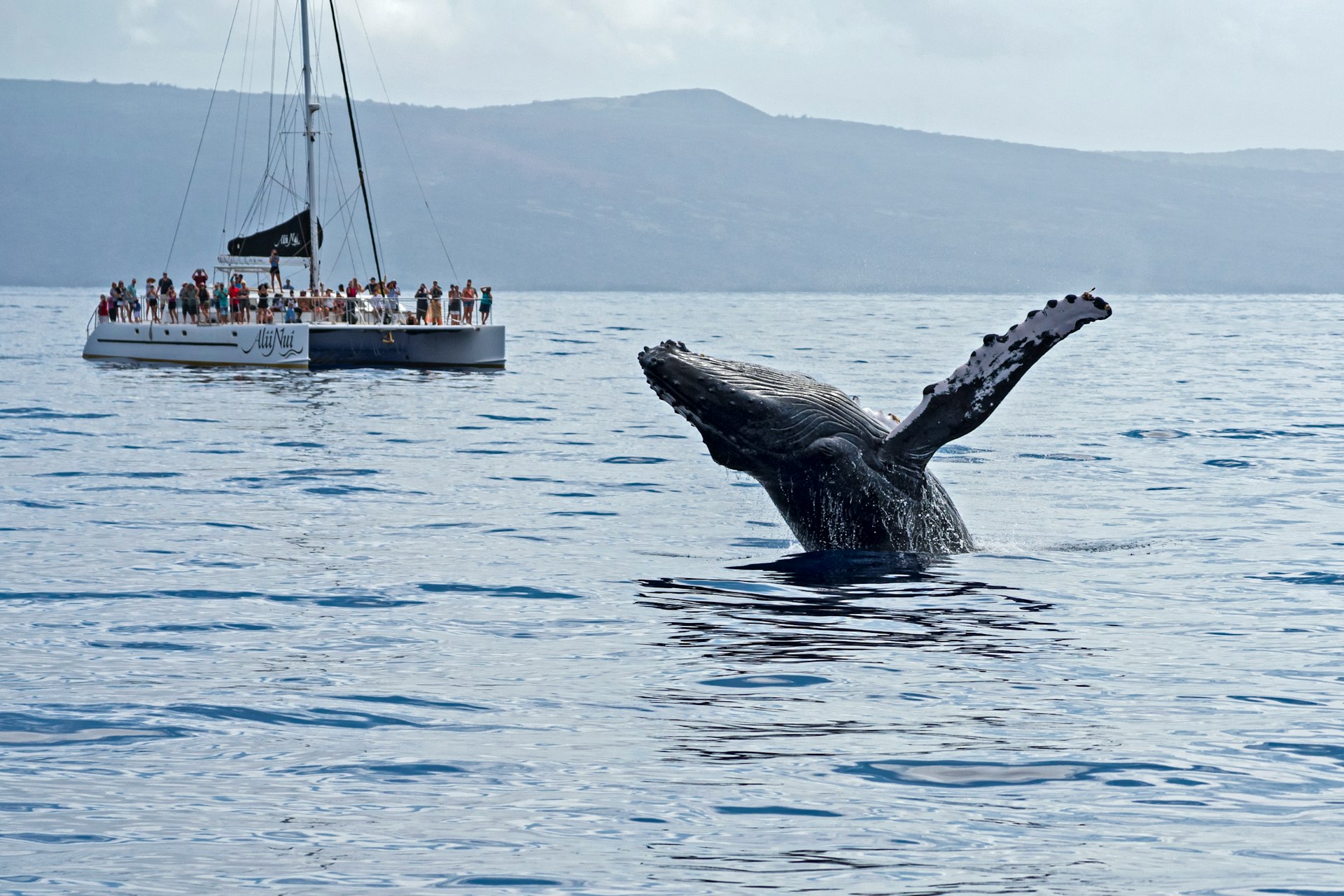 A humpback whale is breaching the surface of the sea off Maui, and there is a boat full of whale-watching tourists in the background 