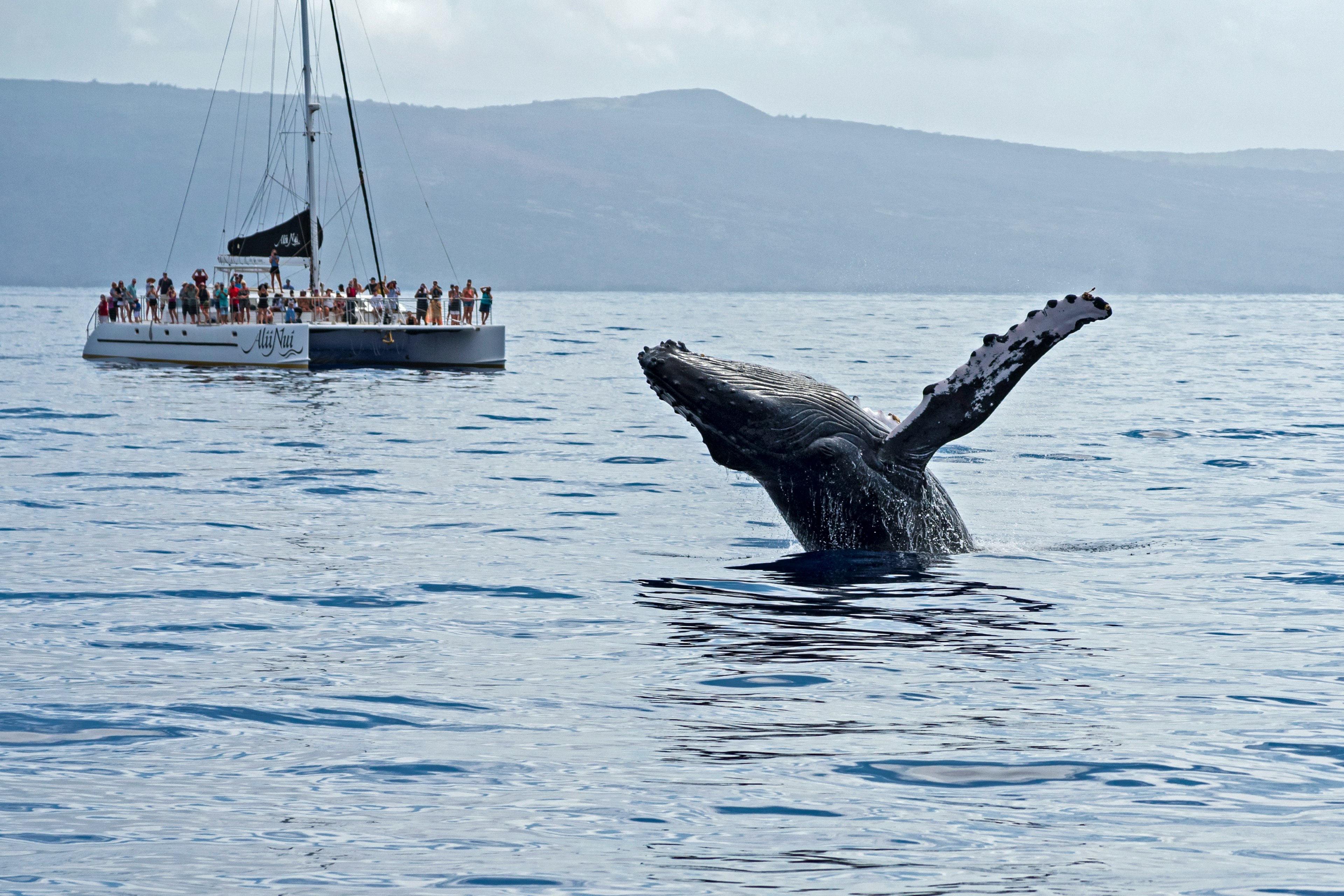 People on a catamaran watch a humpback whale breach in the ocean