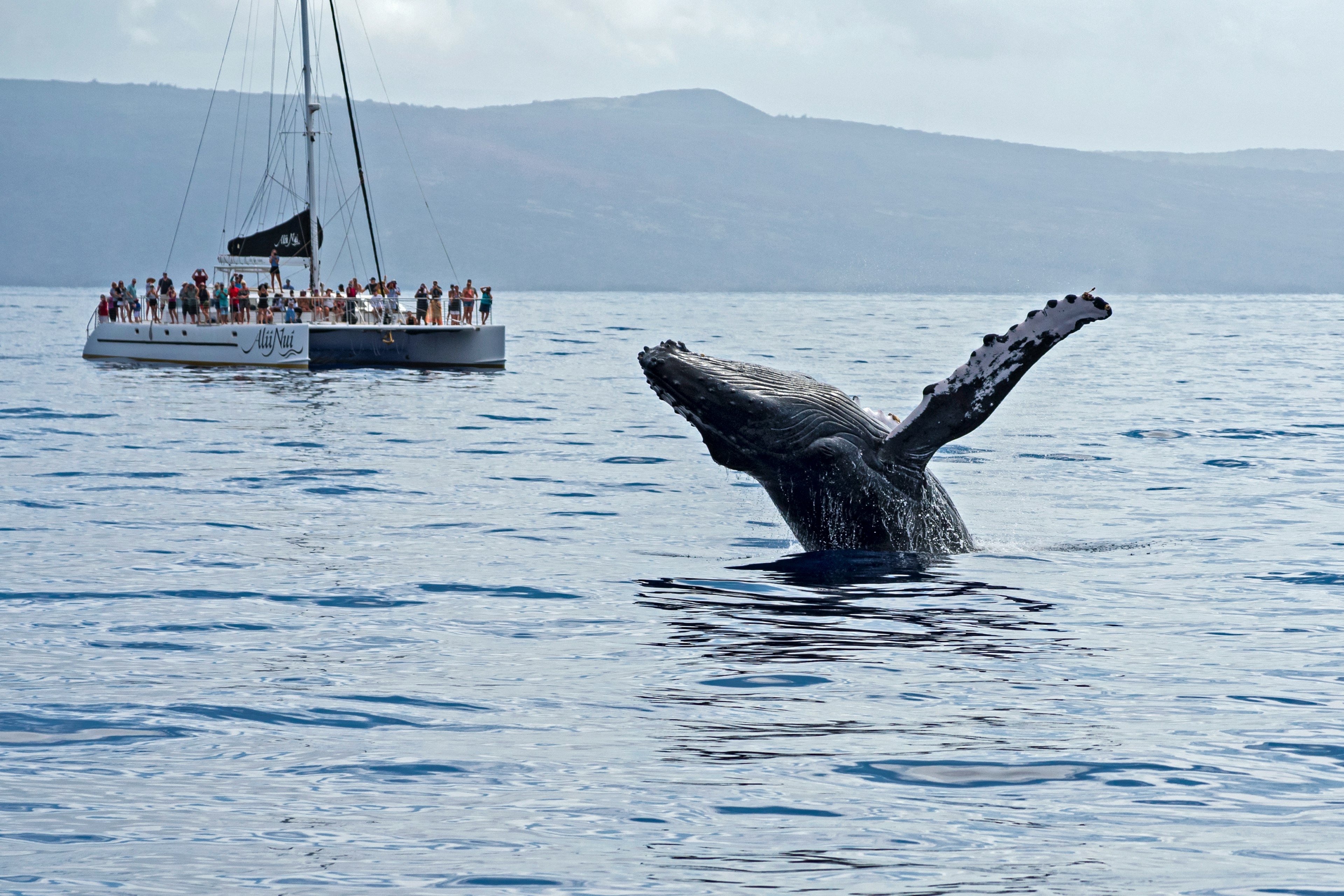 A humpback whale is breaching the surface of the sea off Maui, and there is a boat full of whale-watching tourists in the background