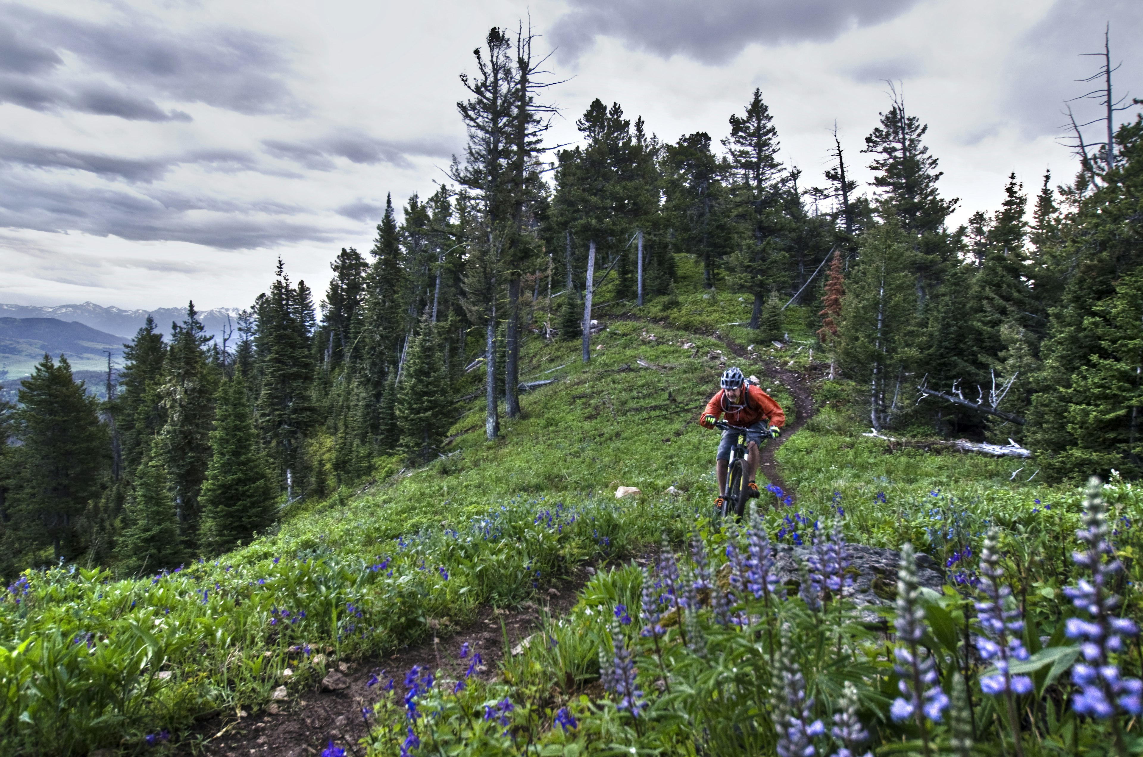 A cyclist rides a mountain-bike downhill in a wooded area with purple wildflowers