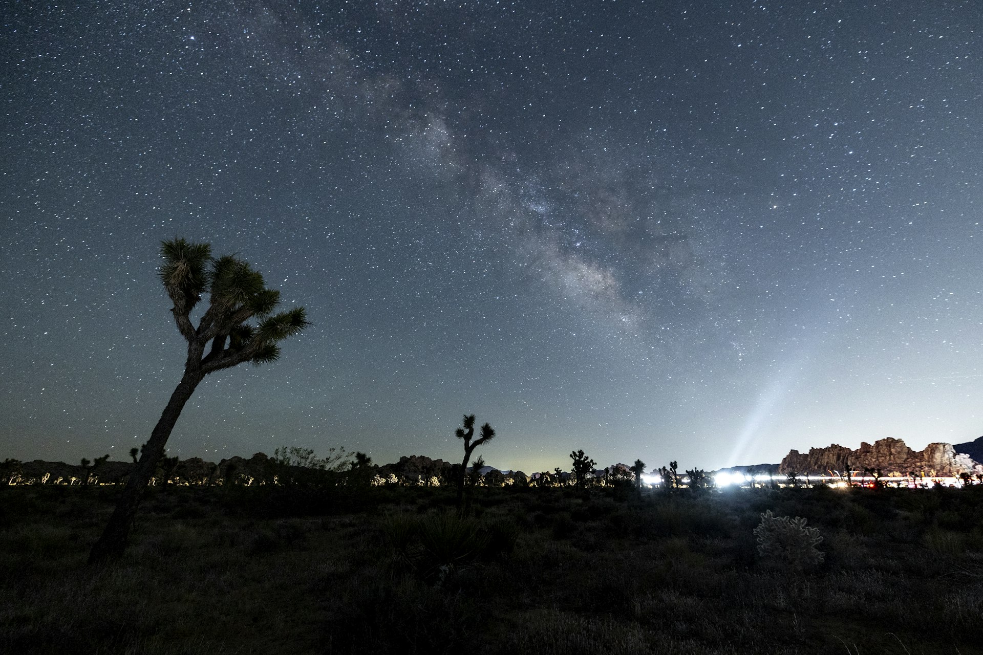 The Milky Way shines over a Joshua tree in Joshua Tree National Park, California, USA