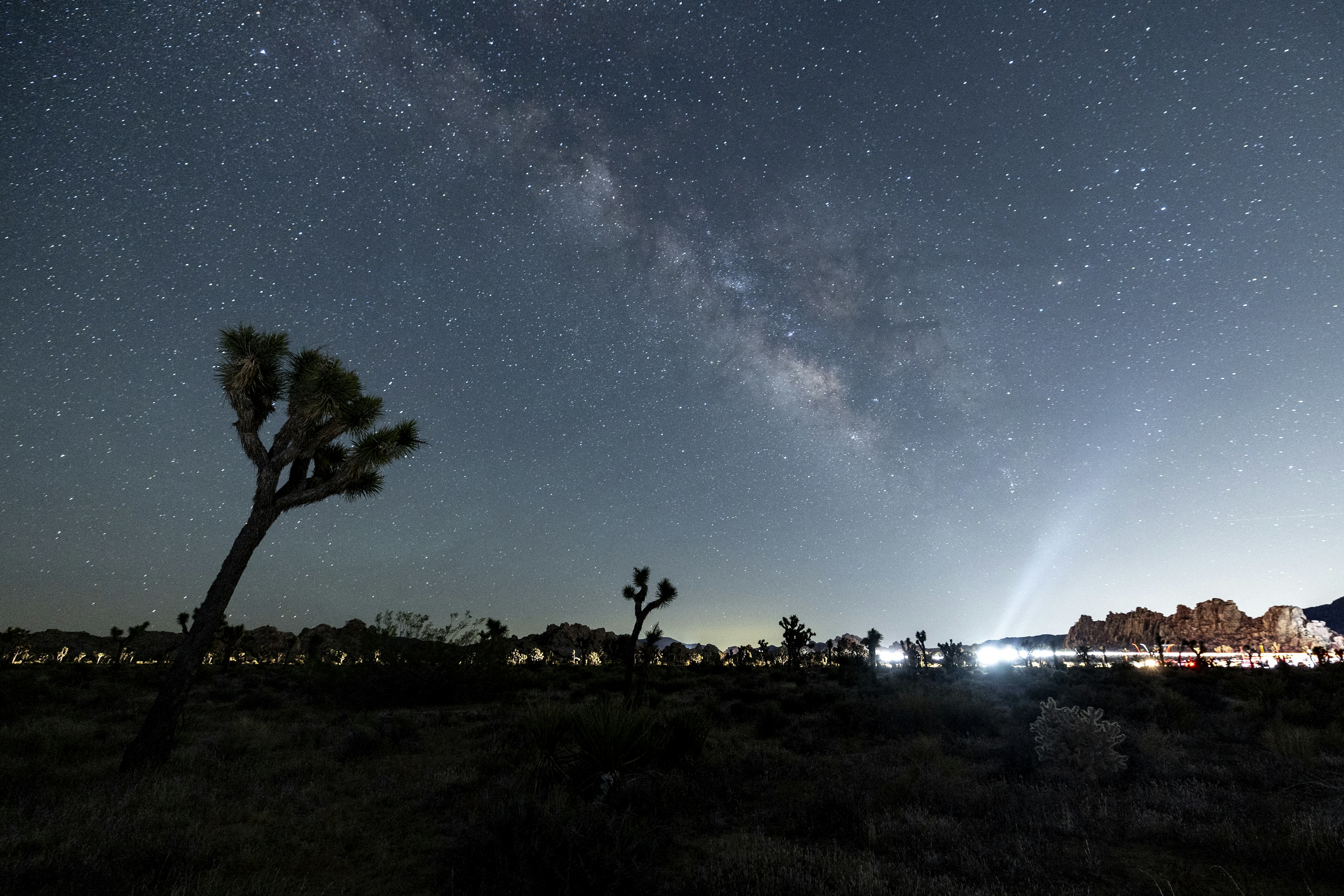 The Milky Way shines over a Joshua tree in Joshua Tree National Park, California, USA