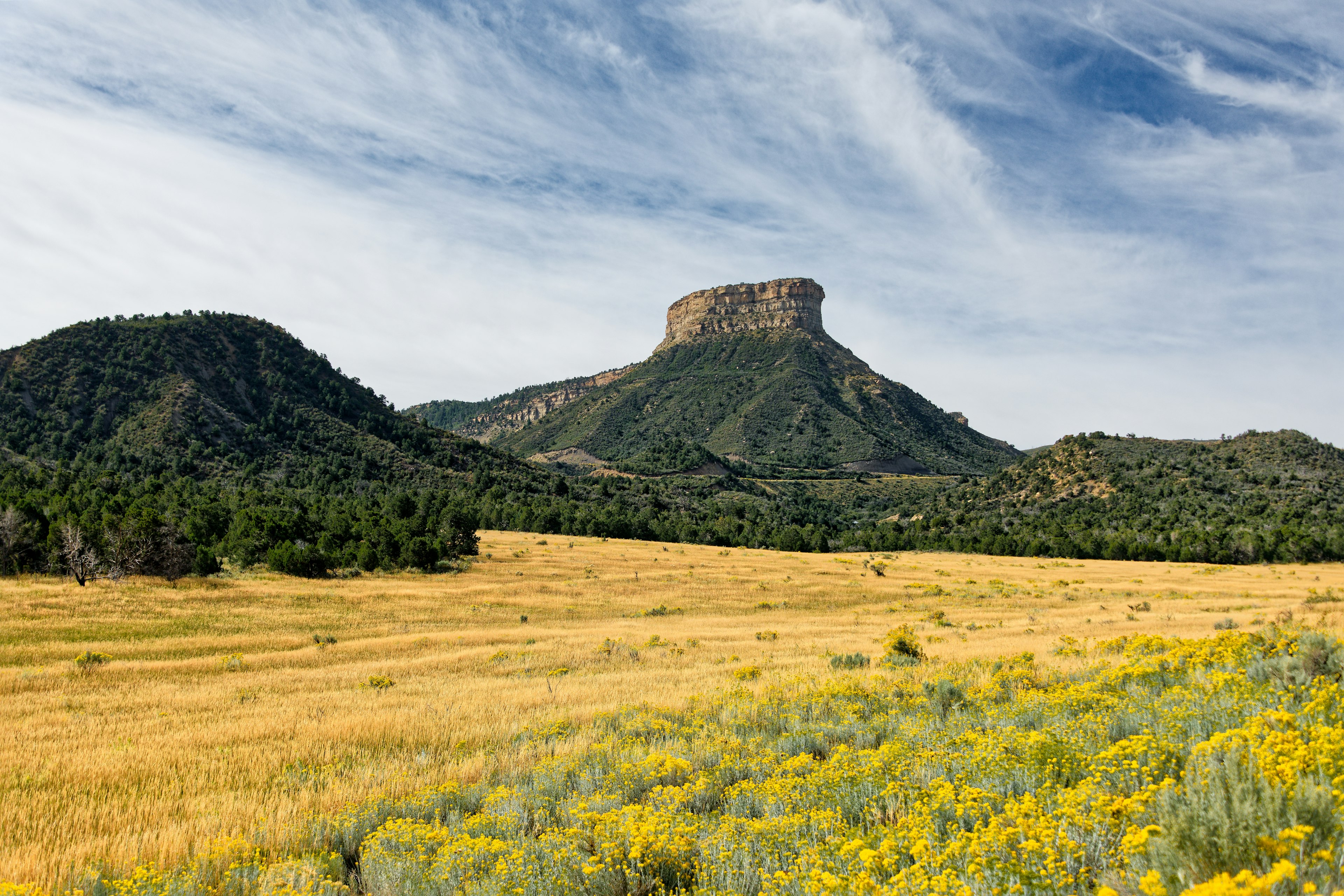 A flat-topped rock stands above a field of yellow wildflowers