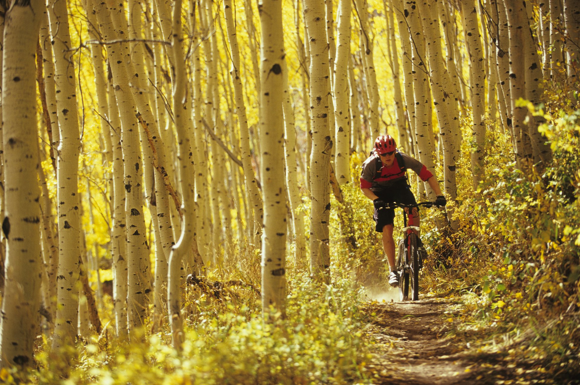 A cyclist rides down a trail through a forest of golden aspen trees