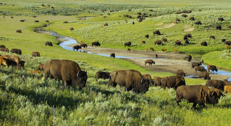Bison
Nature Animal Wildlife Horizontal Outdoors Animals In The Wild Mammal American Culture Stream - Flowing Water Field National Park Western USA Wyoming Yellowstone National Park American Bison Herd No People Photography Wilderness Area Dramatic Landscape