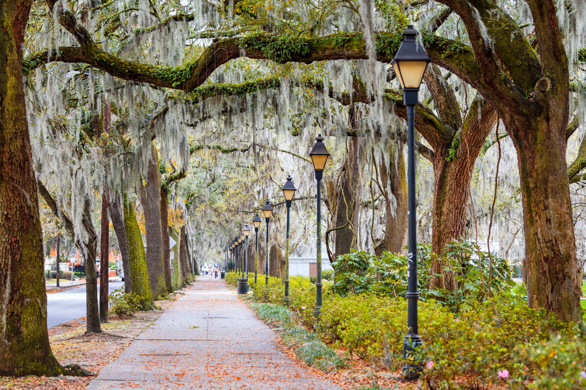 A sidewalk lined with old-fashiond lampposts is sheltered by Spanish moss drooping from the trees above