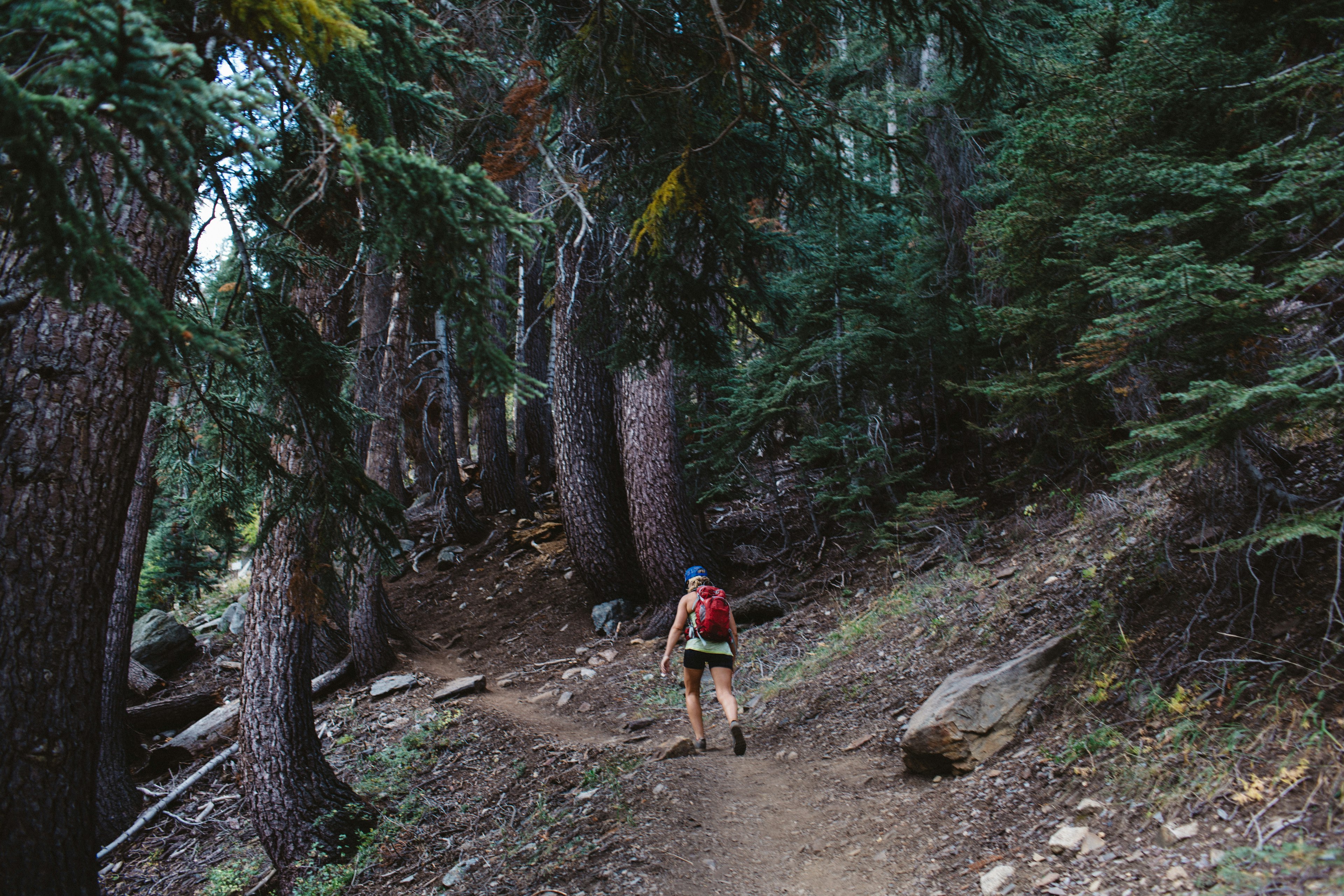 Woman hiking through forest, rear view, Mineral King, Sequoia National Park, California, USA