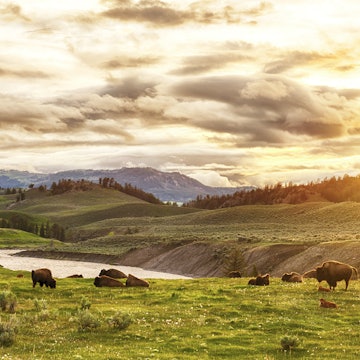 Herd of adult and baby buffaloes (bison bison) on a grassy field near a river during sunset.
857728046
Non-Urban Scene, Animal Migration, Wildlife Reserve, Baby - Human Age, Grass, Wyoming, Scenics - Nature, Landscape - Scenery, Natural Phenomenon, Prairie, River, Plain, Son, Mammal, Dusk, Animal Wildlife, Males, Yellowstone National Park, Tata-Naka, USA, Photography, Outdoors, Western USA, Family, Environment, South, Animal, Sunset, History, Nature, Herd, American Bison, Horizontal, Calf, Hill, Sunbeam, Valley, Sun