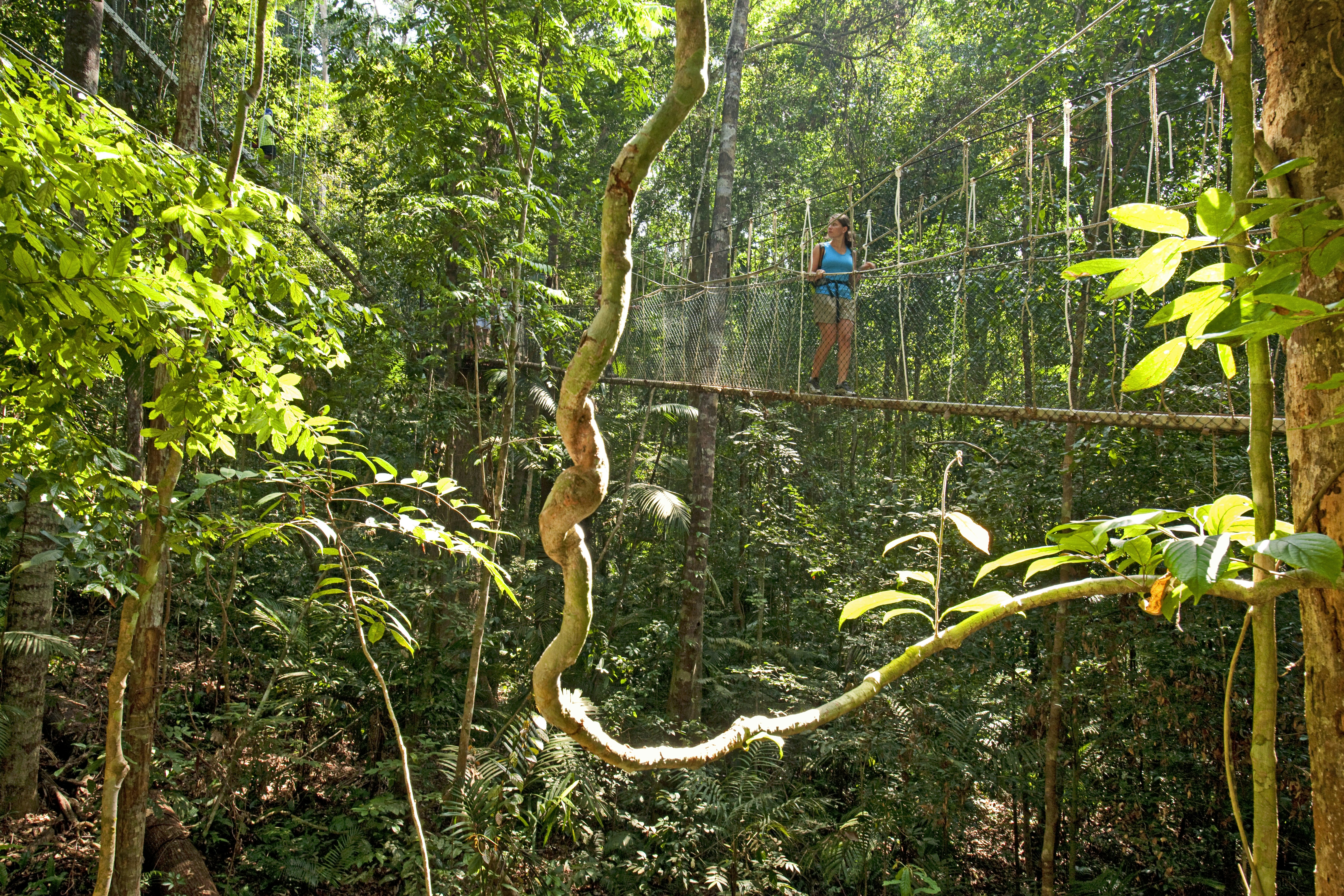 Woman walking on canopy walk over lush jungle, Taman Negara National Park