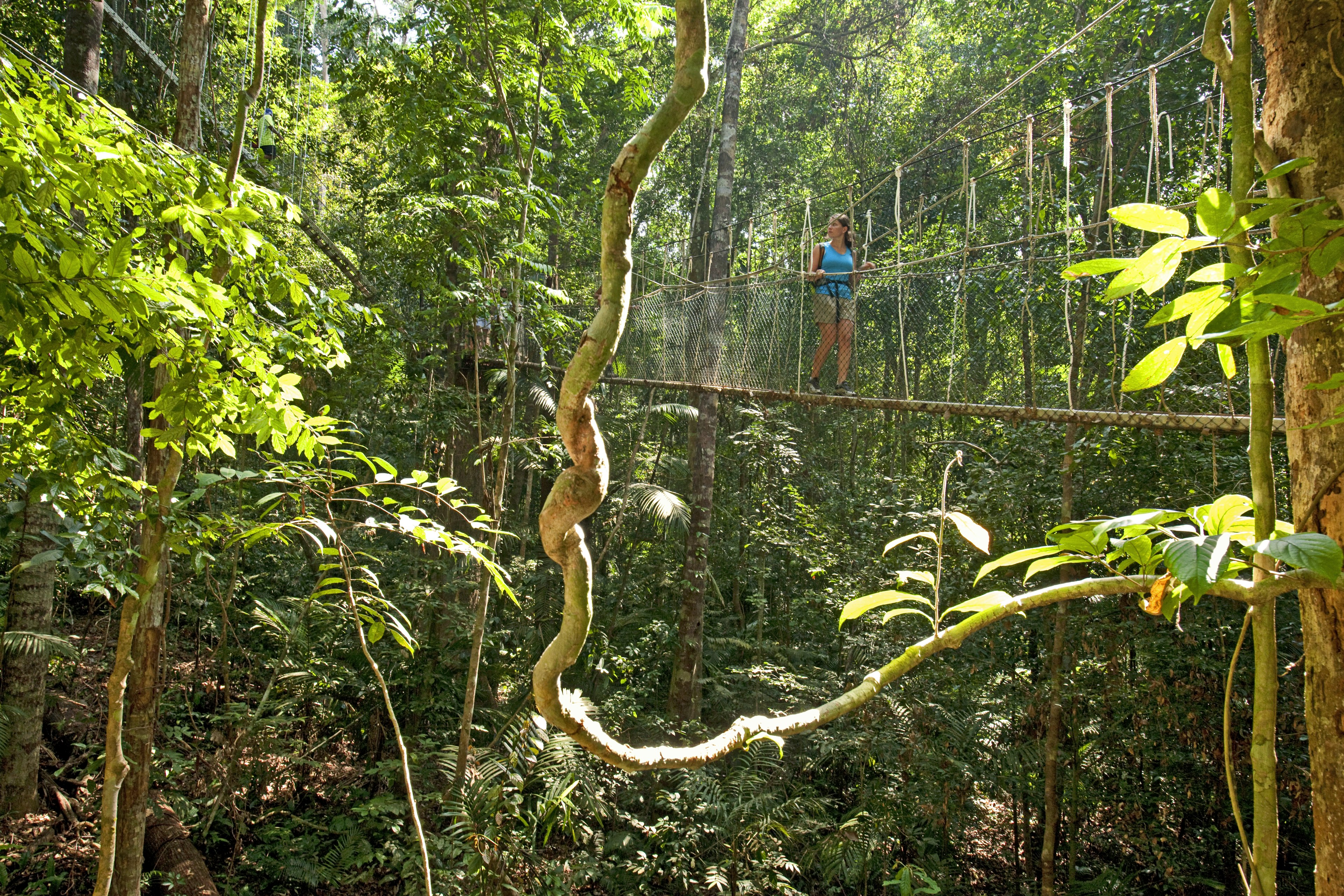 Woman walking on canopy walk over lush jungle, Taman Negara National Park.