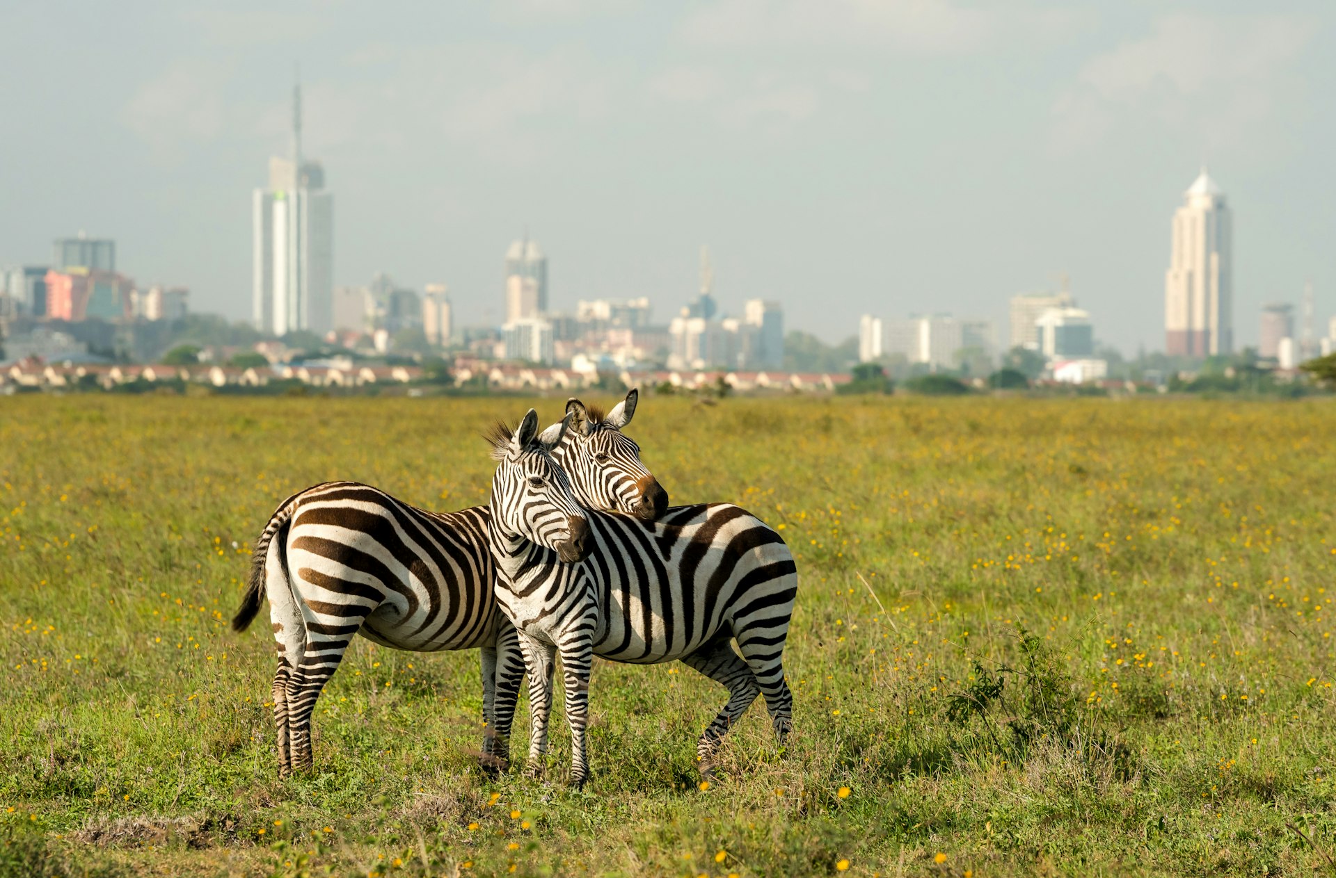 Two zebra stand together in a national park with tall buildings of a city skyline in the distance