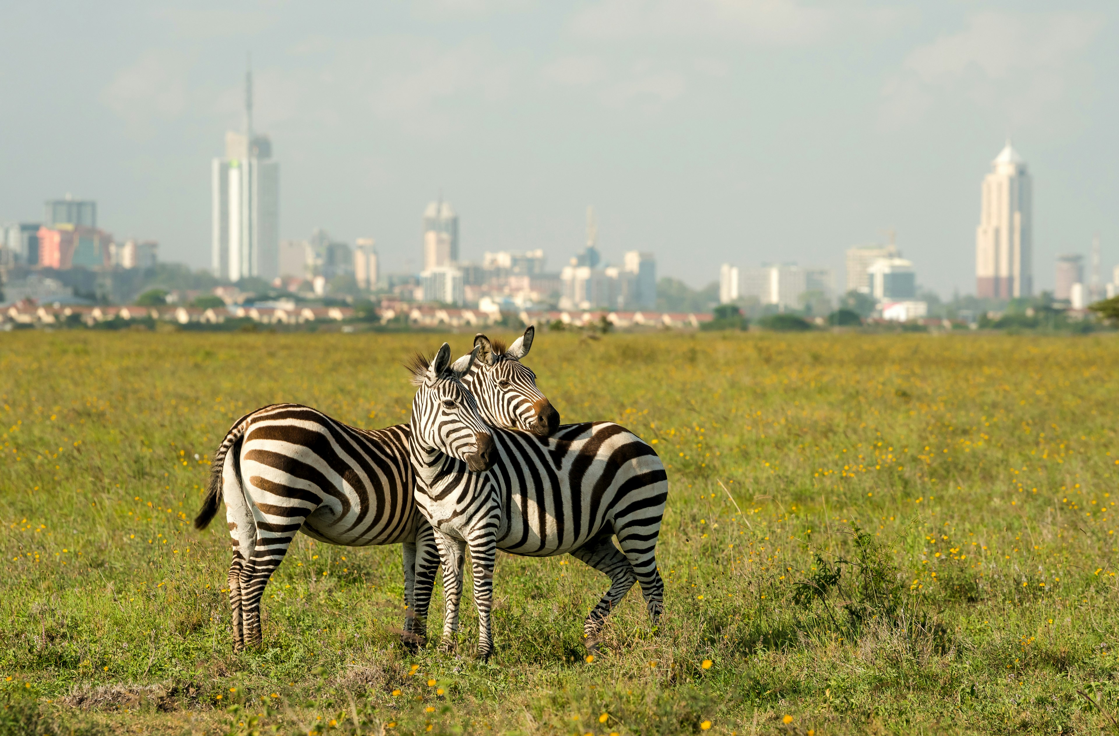 Two zebra stand together in a national park with tall buildings of a city skyline in the distance